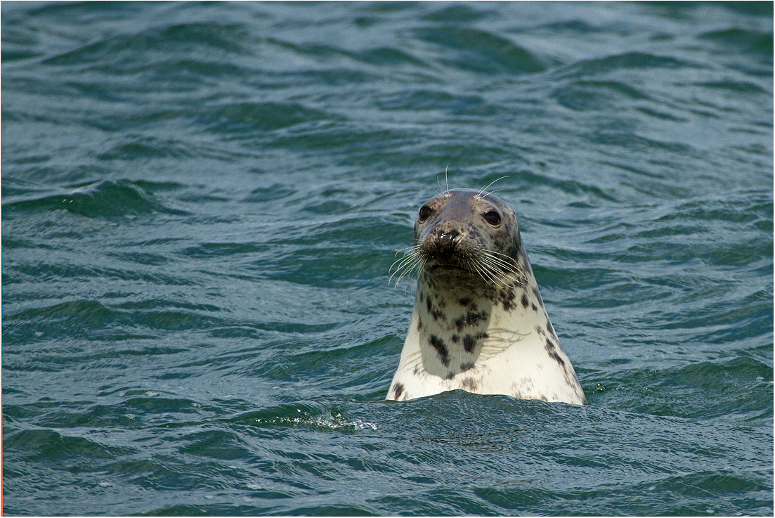 Holy Island (Northumberland): Foca grigia / Grey Seal