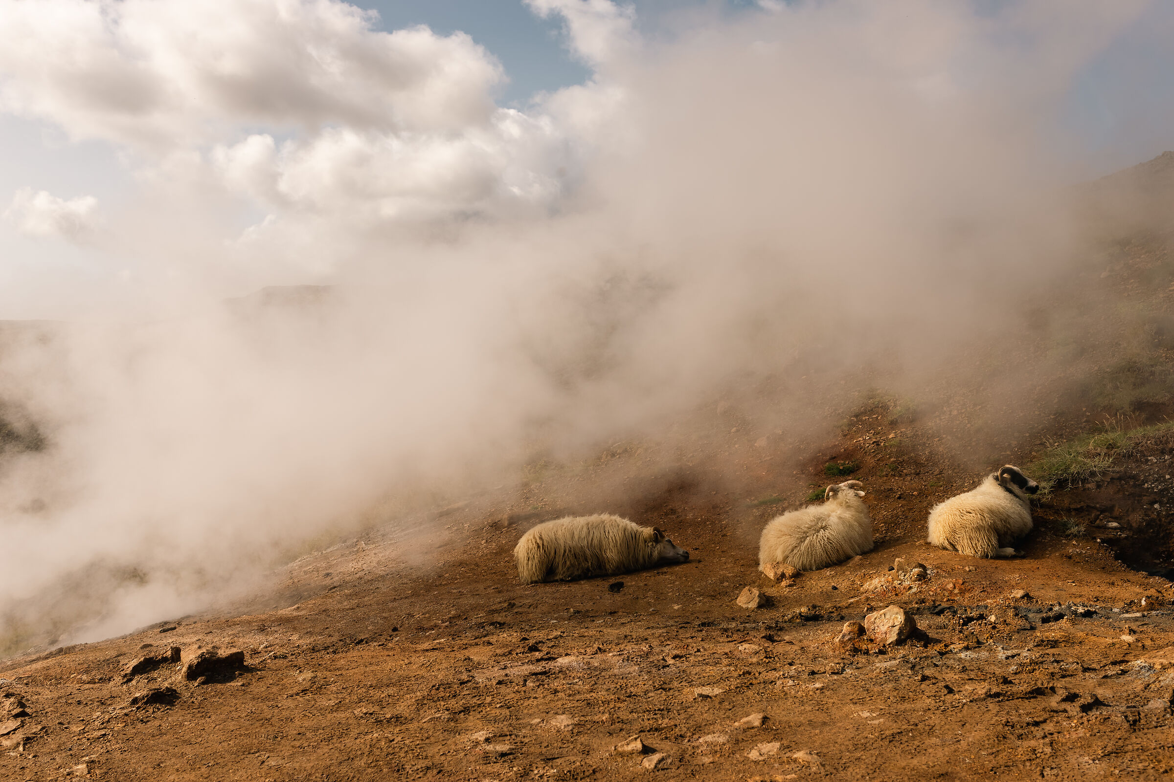 Reykjadalur: capre al vapore