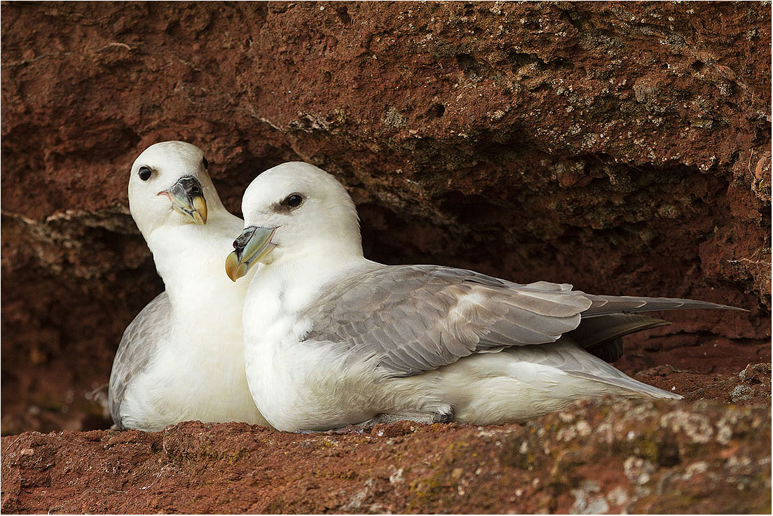 Tantallon cliffs: Fulmaro / Fulmar