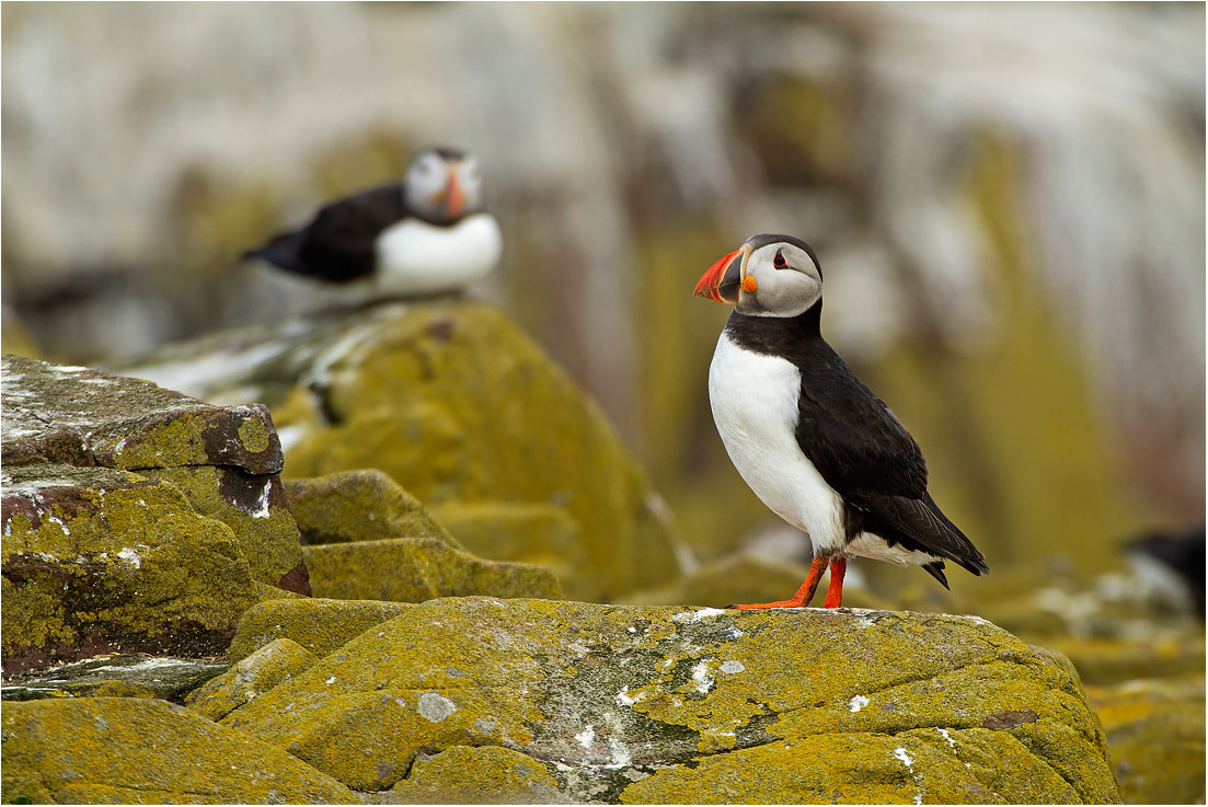 Farne Islands (u.k.): Pulcinella di mare - Puffin