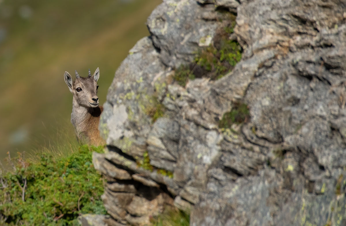 Young ibex