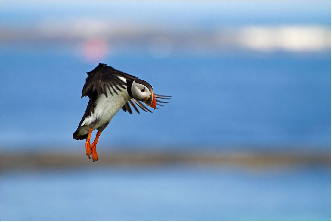 Farne Islands (u.k.): Pulcinella di mare - Puffin
