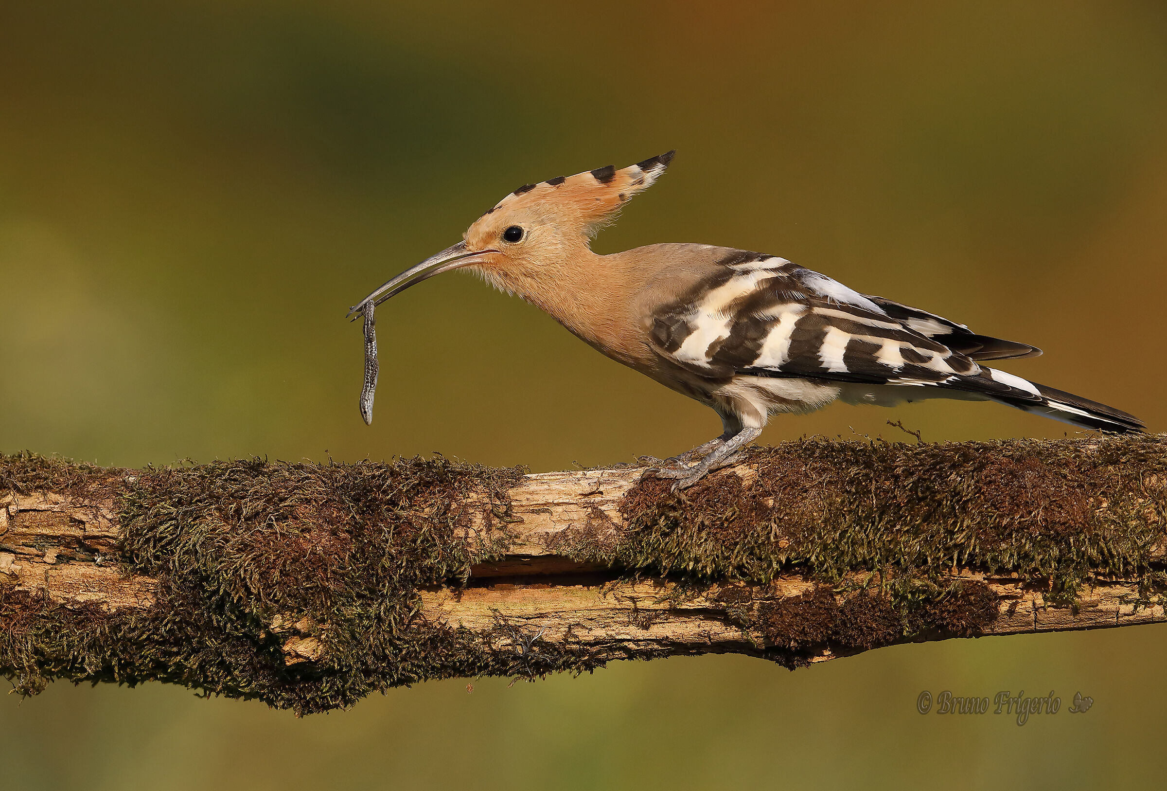HOOPOE