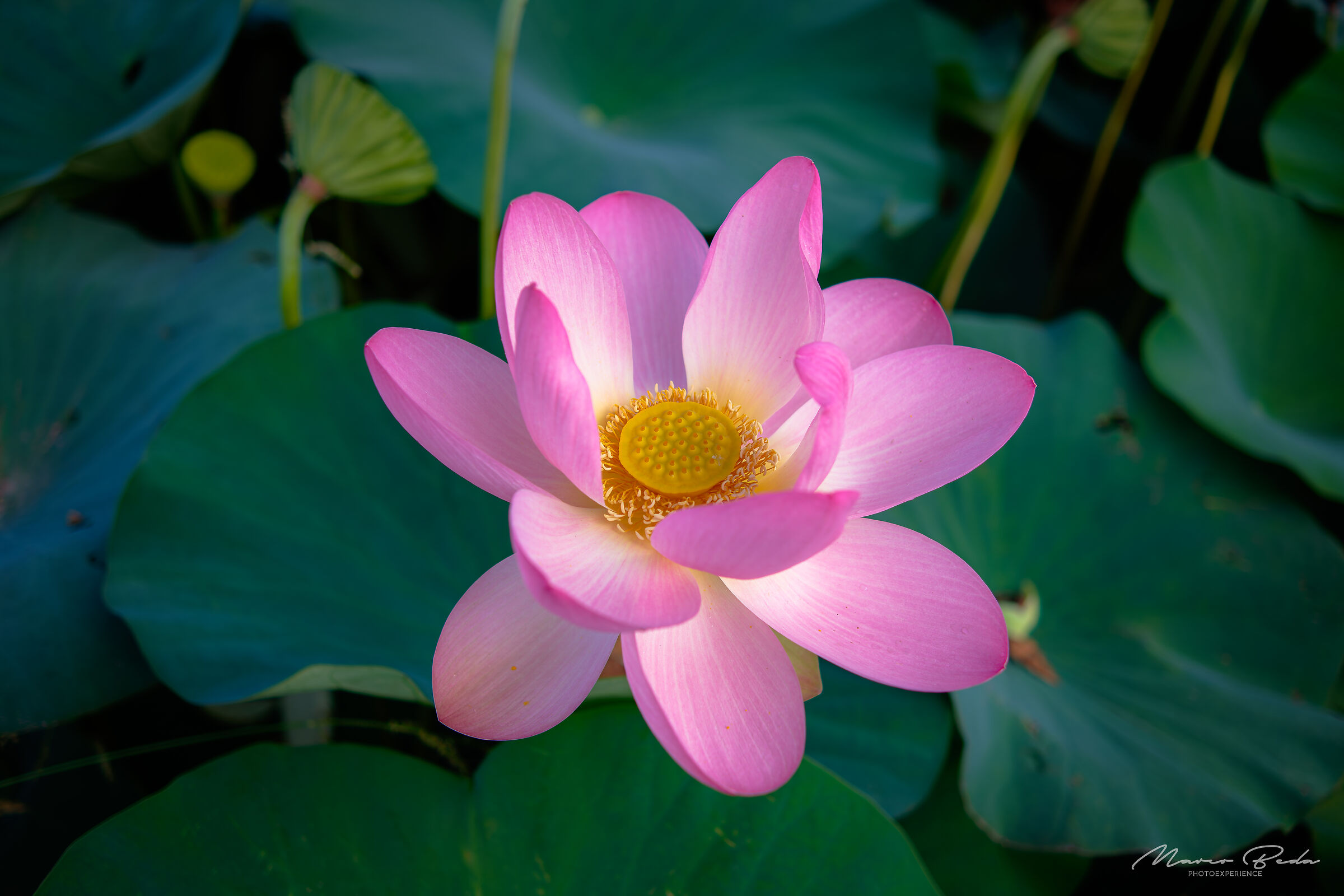 Lotus flower bloom