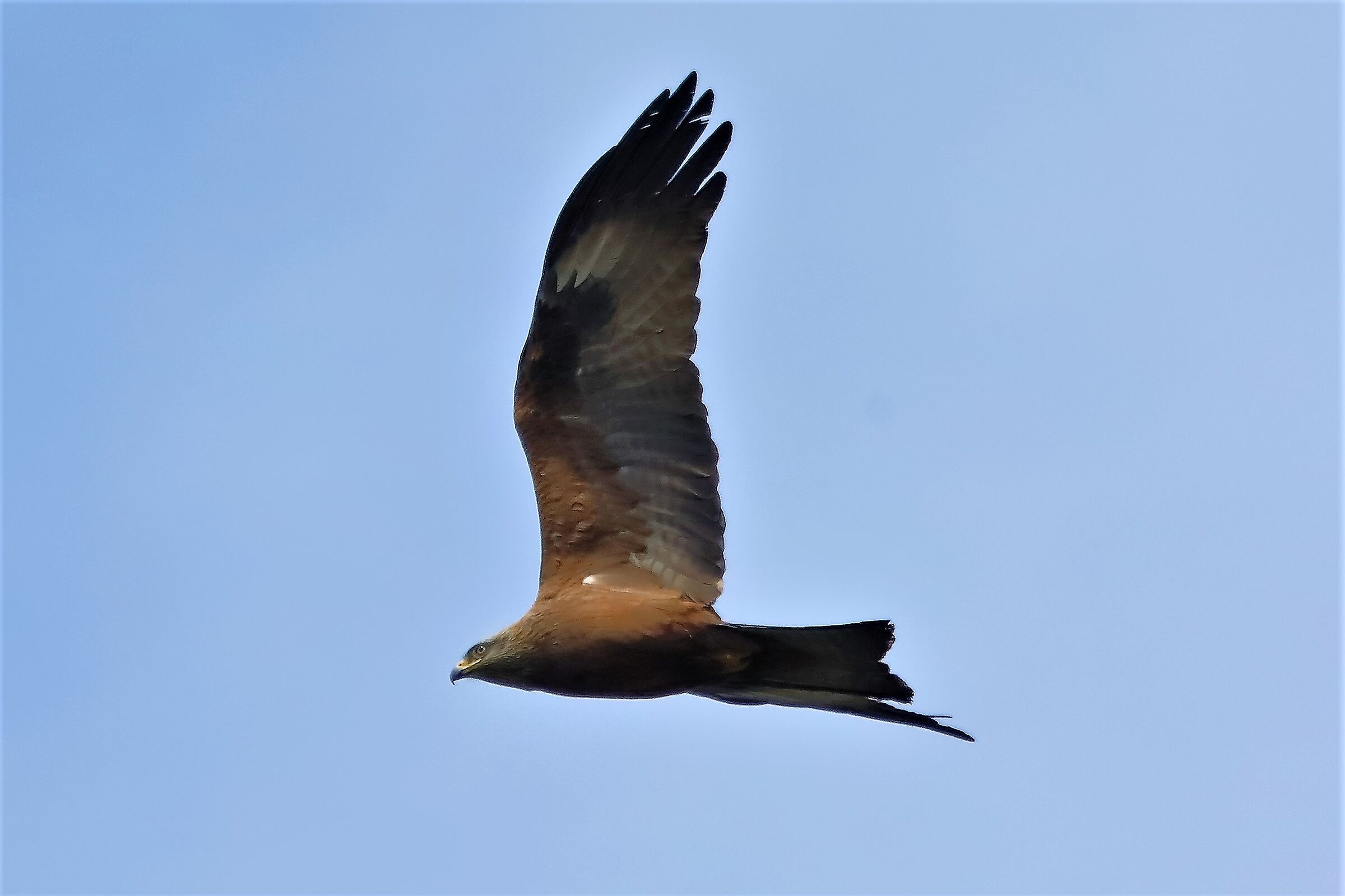 Nibbio bruno 06-04-2023