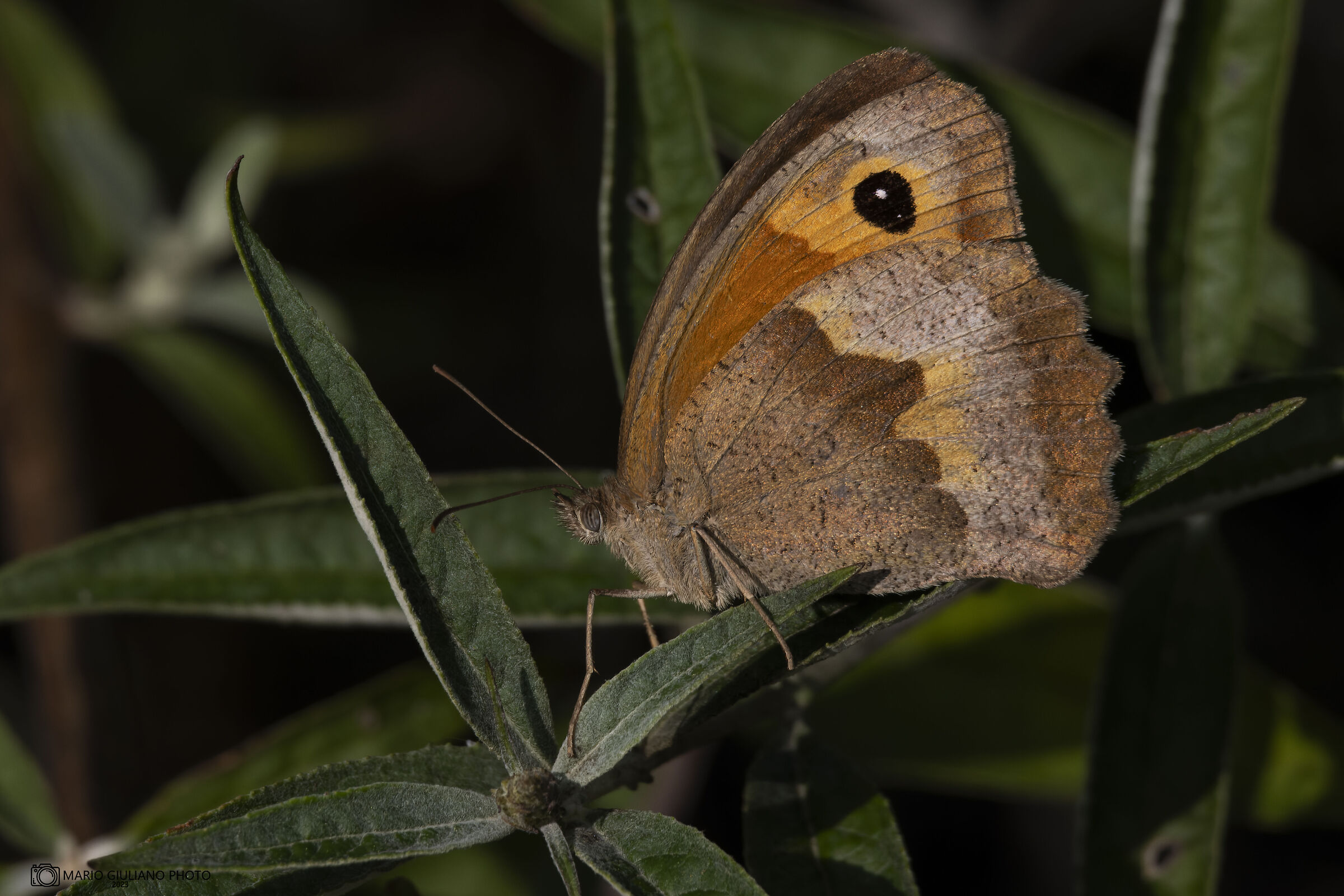 Maniola jurtina