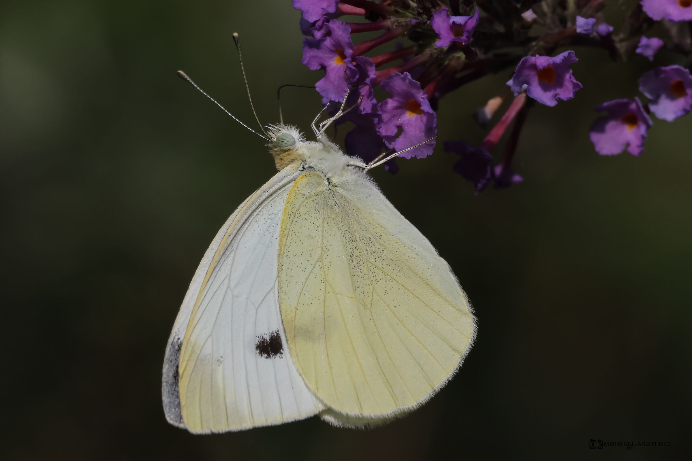 Pieris rapae