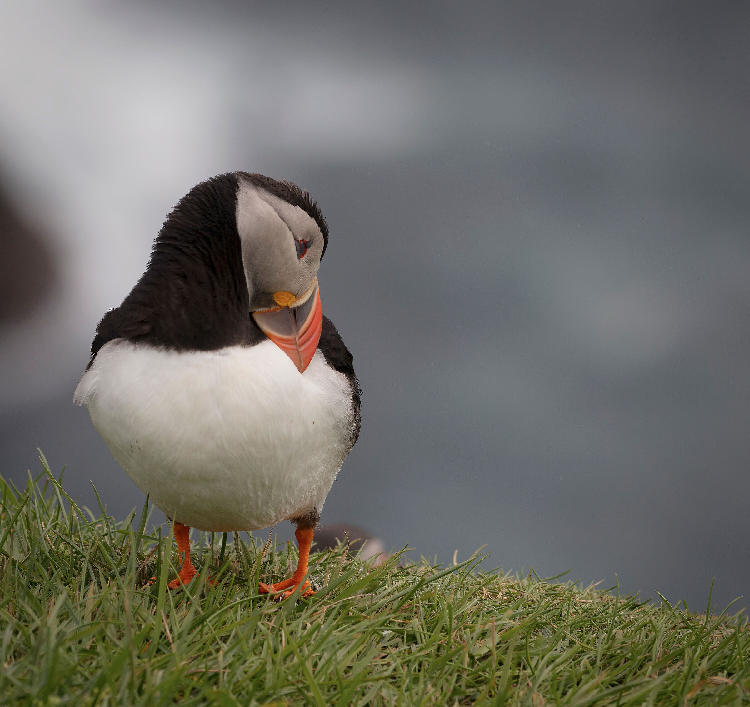 Puffin portrait