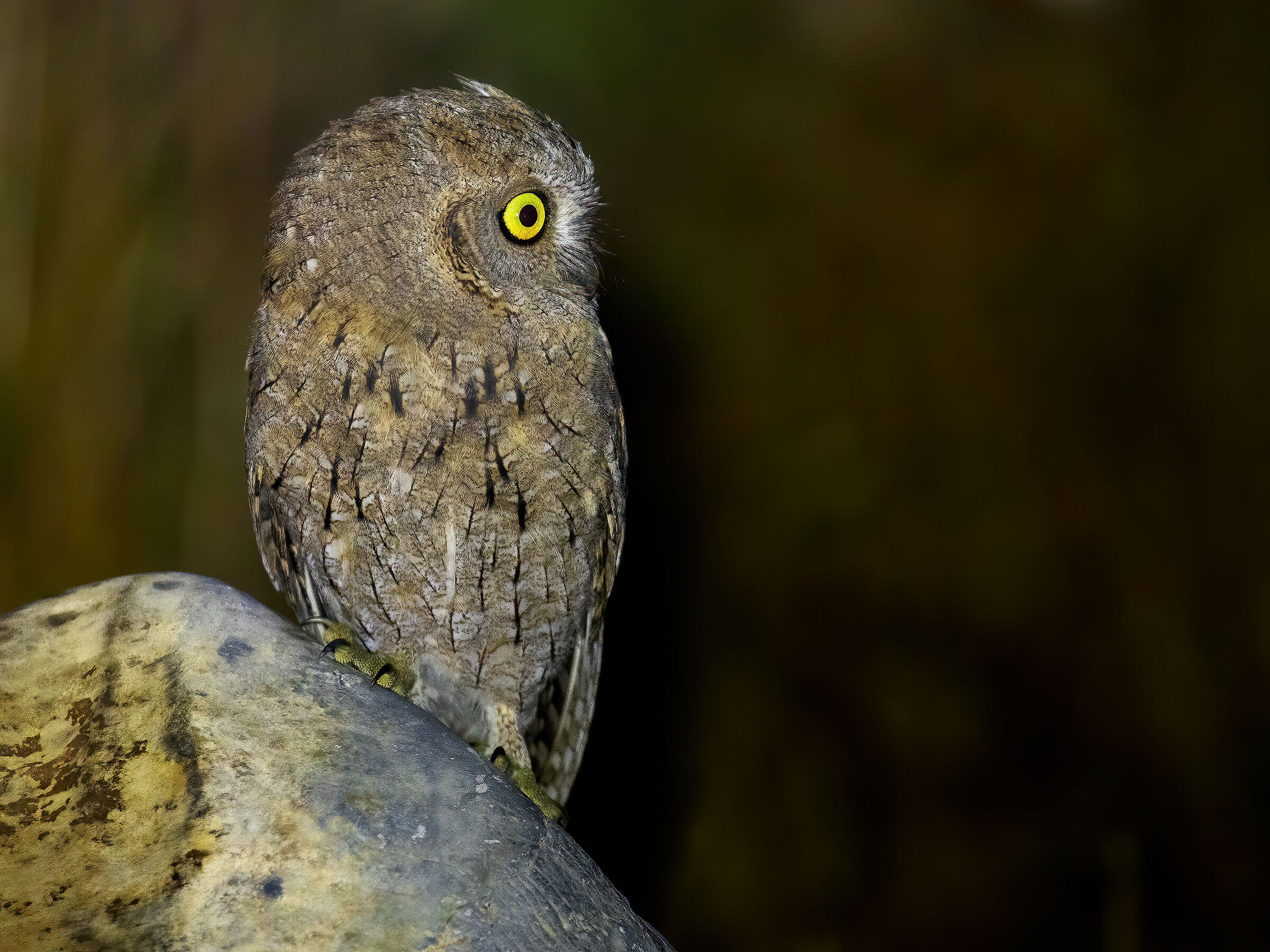 Scops owl