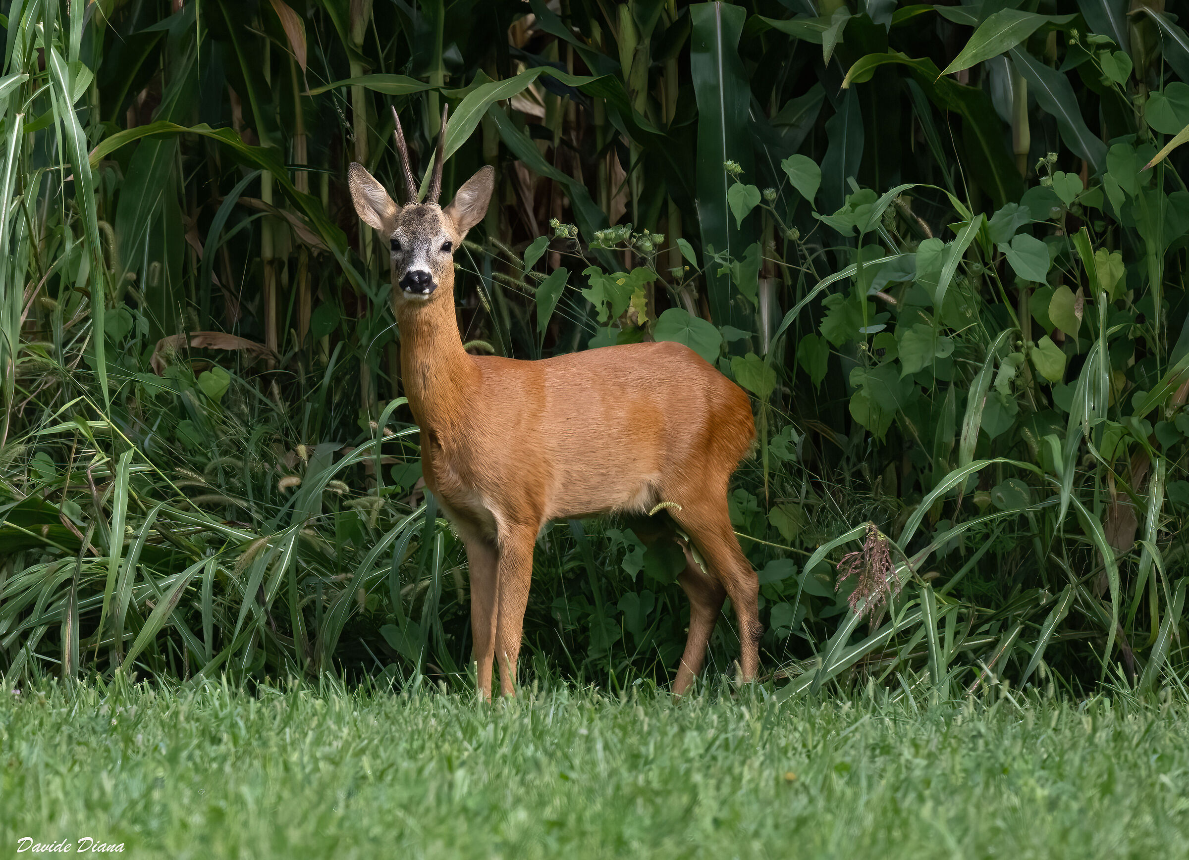 Capriolo