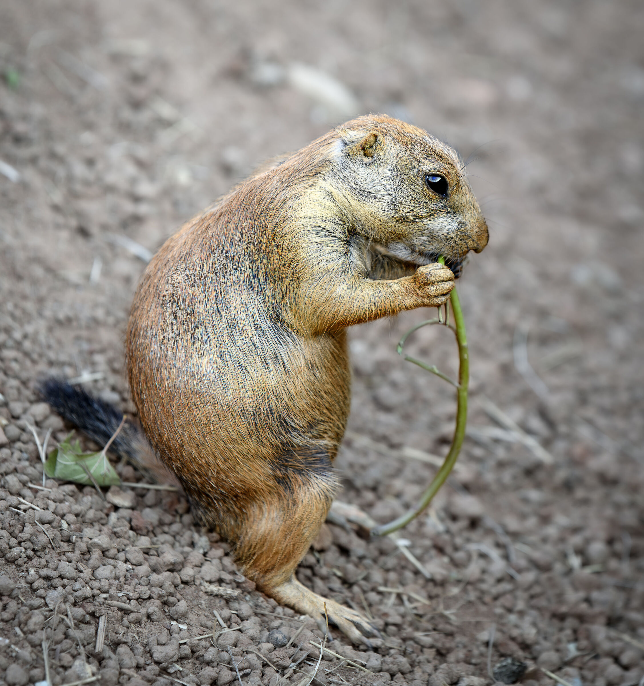 Voracious