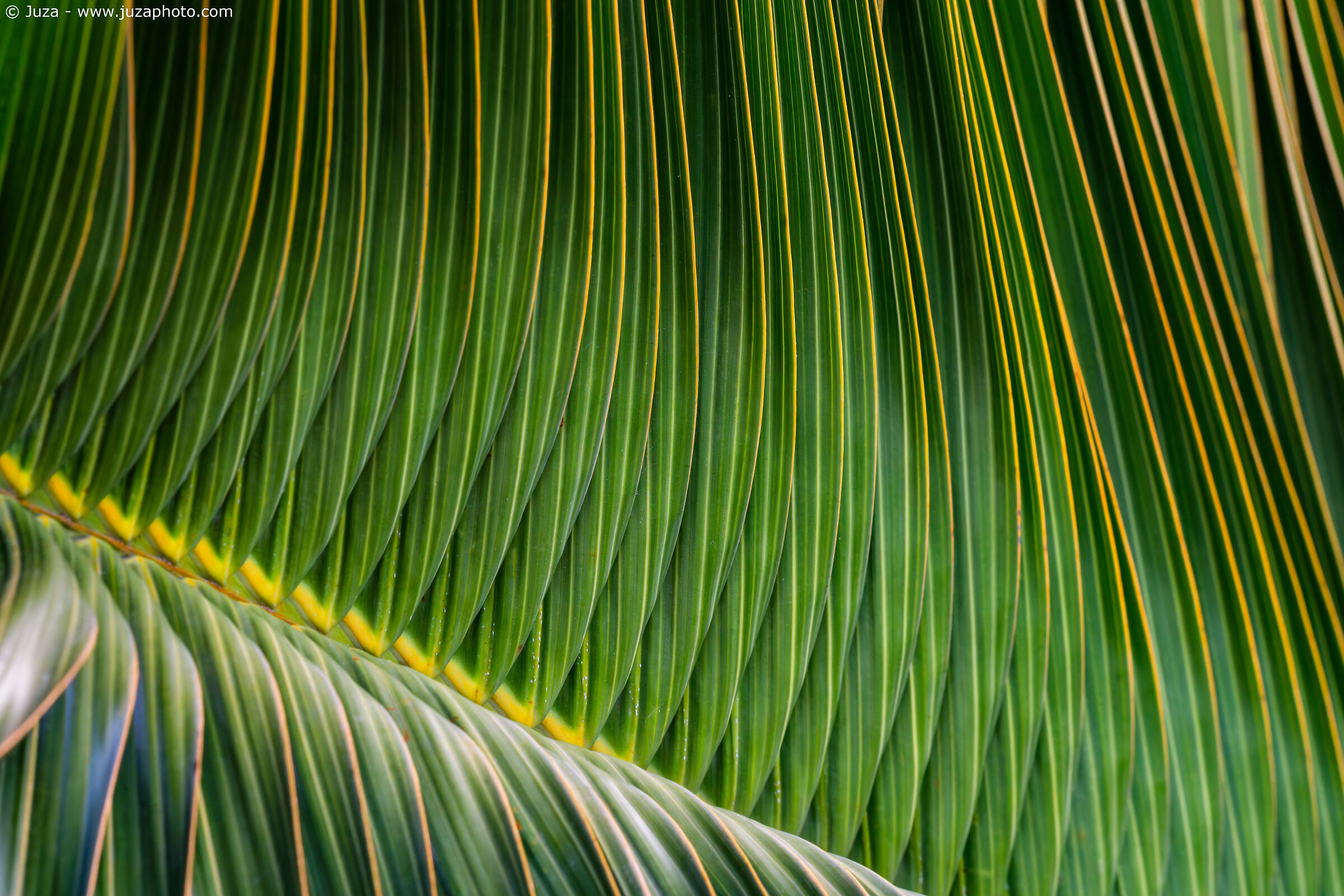 Pattern di palme
