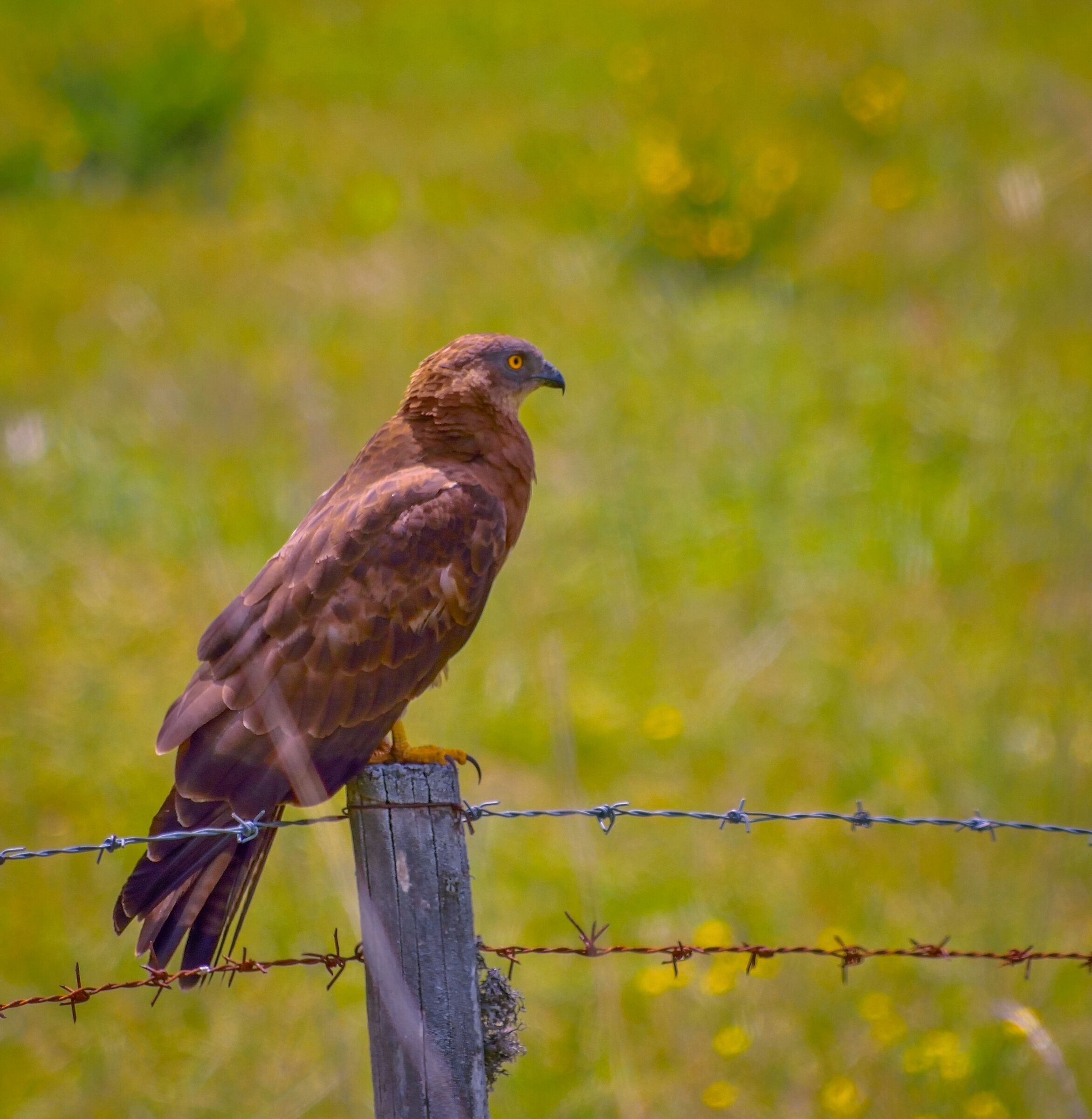 Vigilant is Concentrated (Falco Pecchiaiolo)