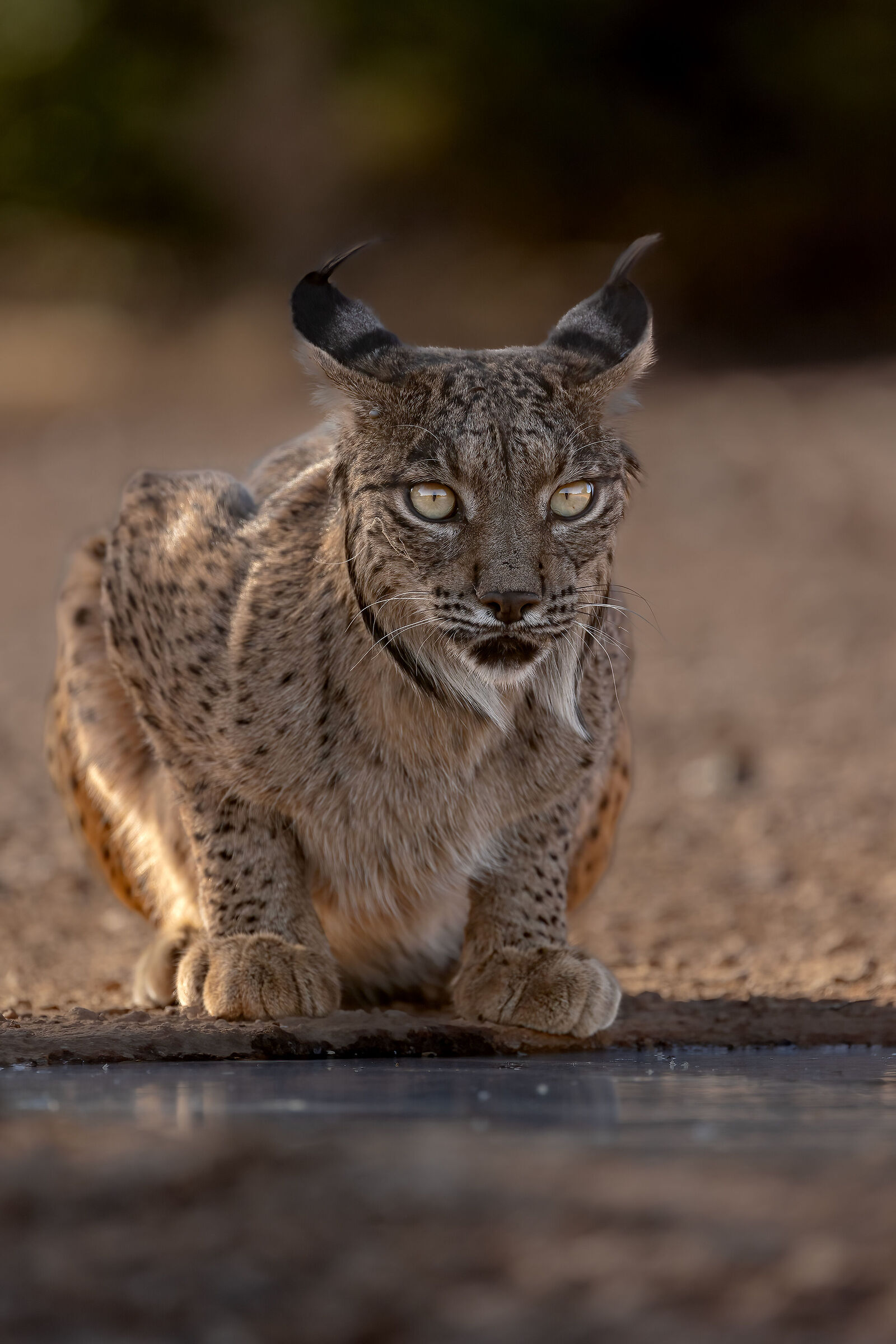 Iberian lynx
