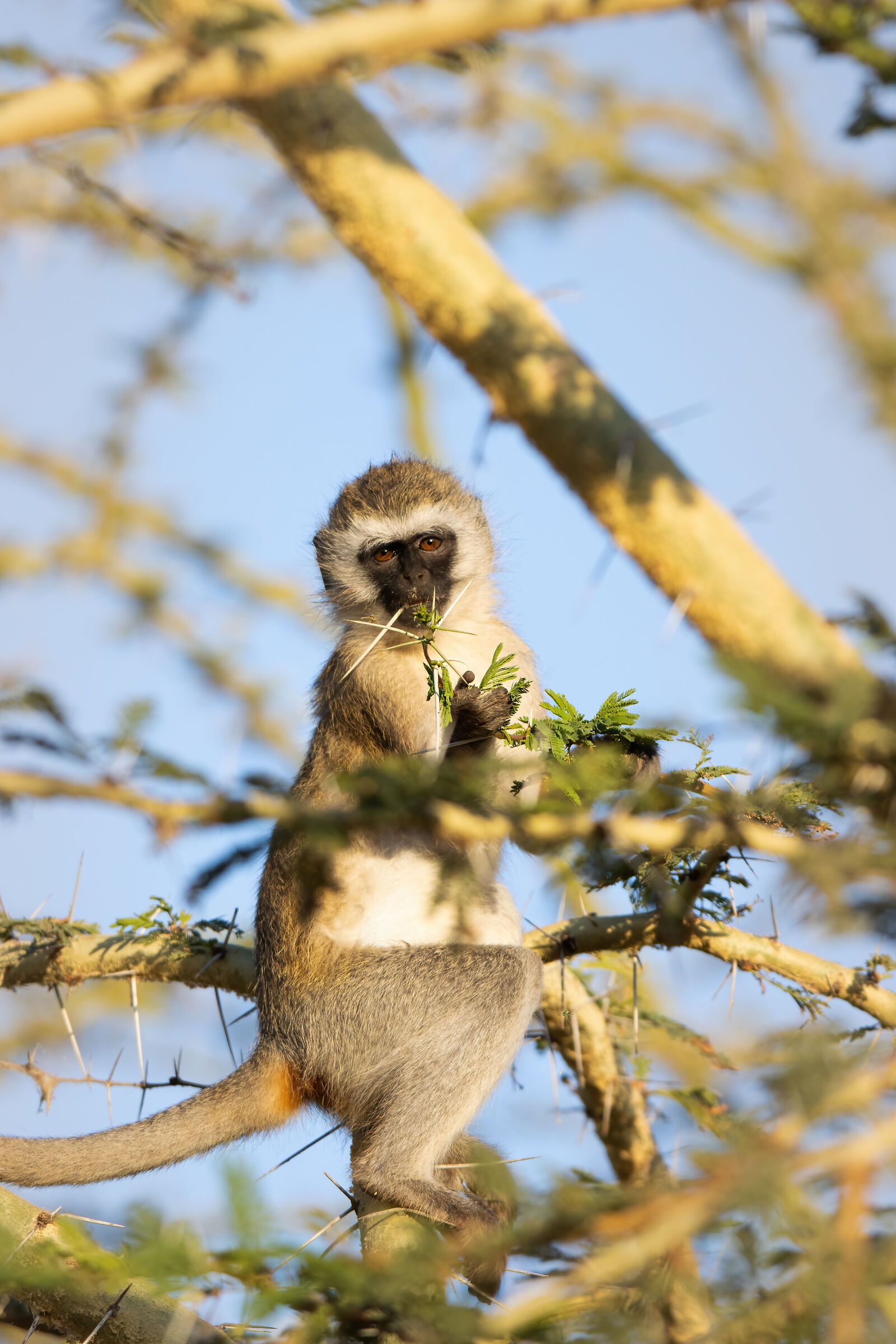 Green monkey
