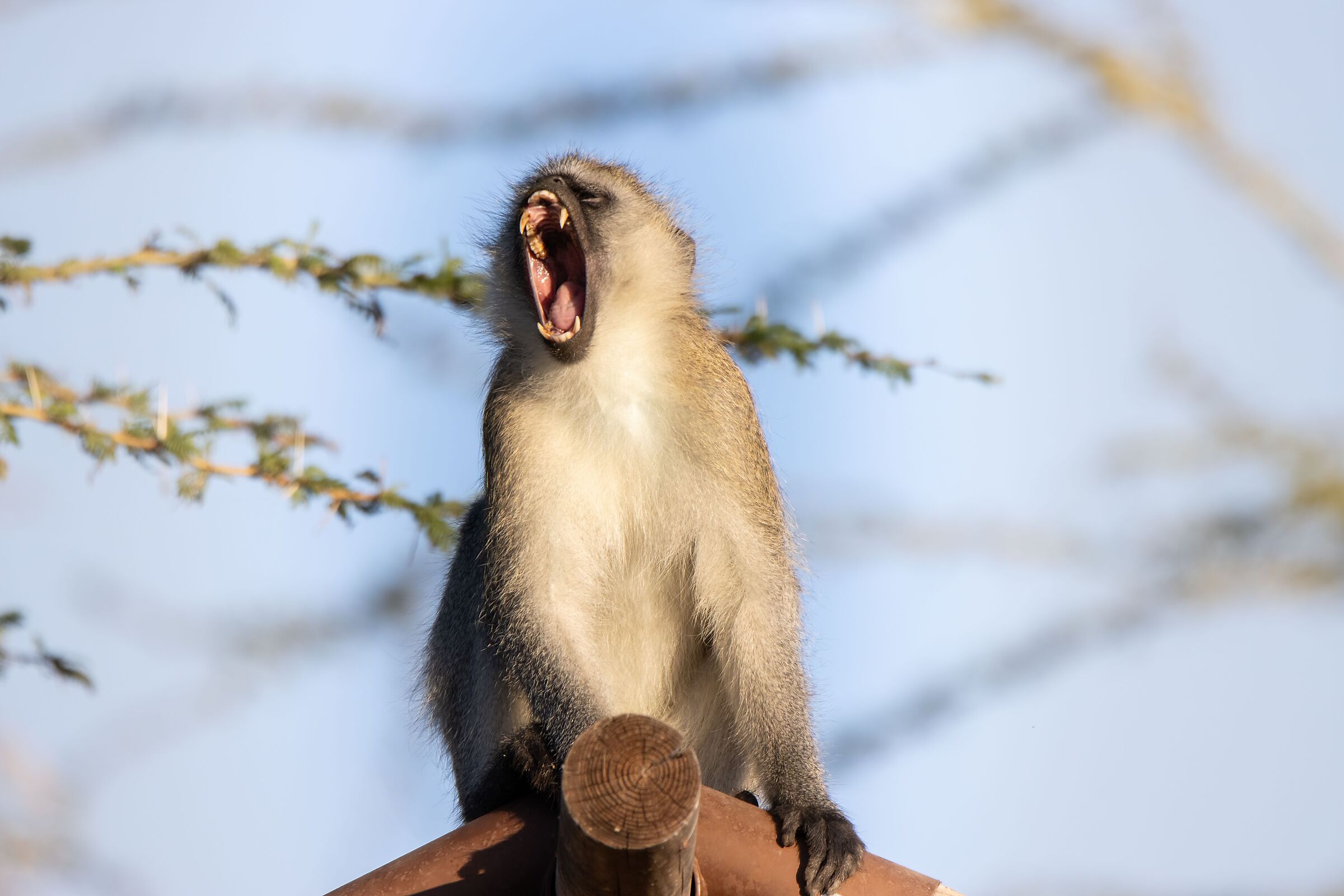 Green monkey