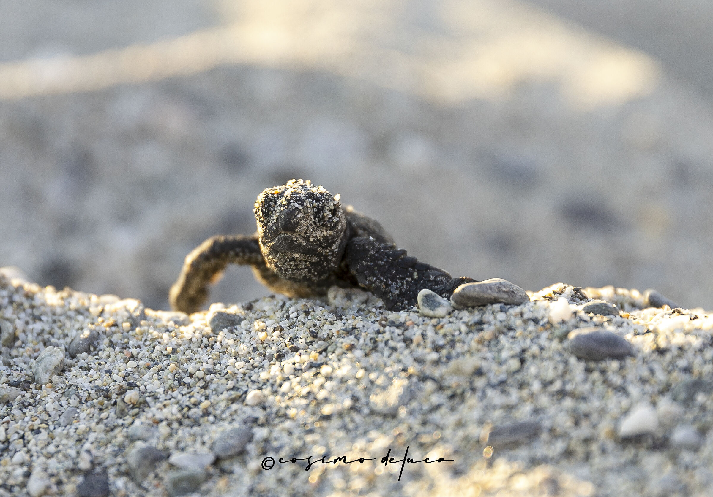 Newborn