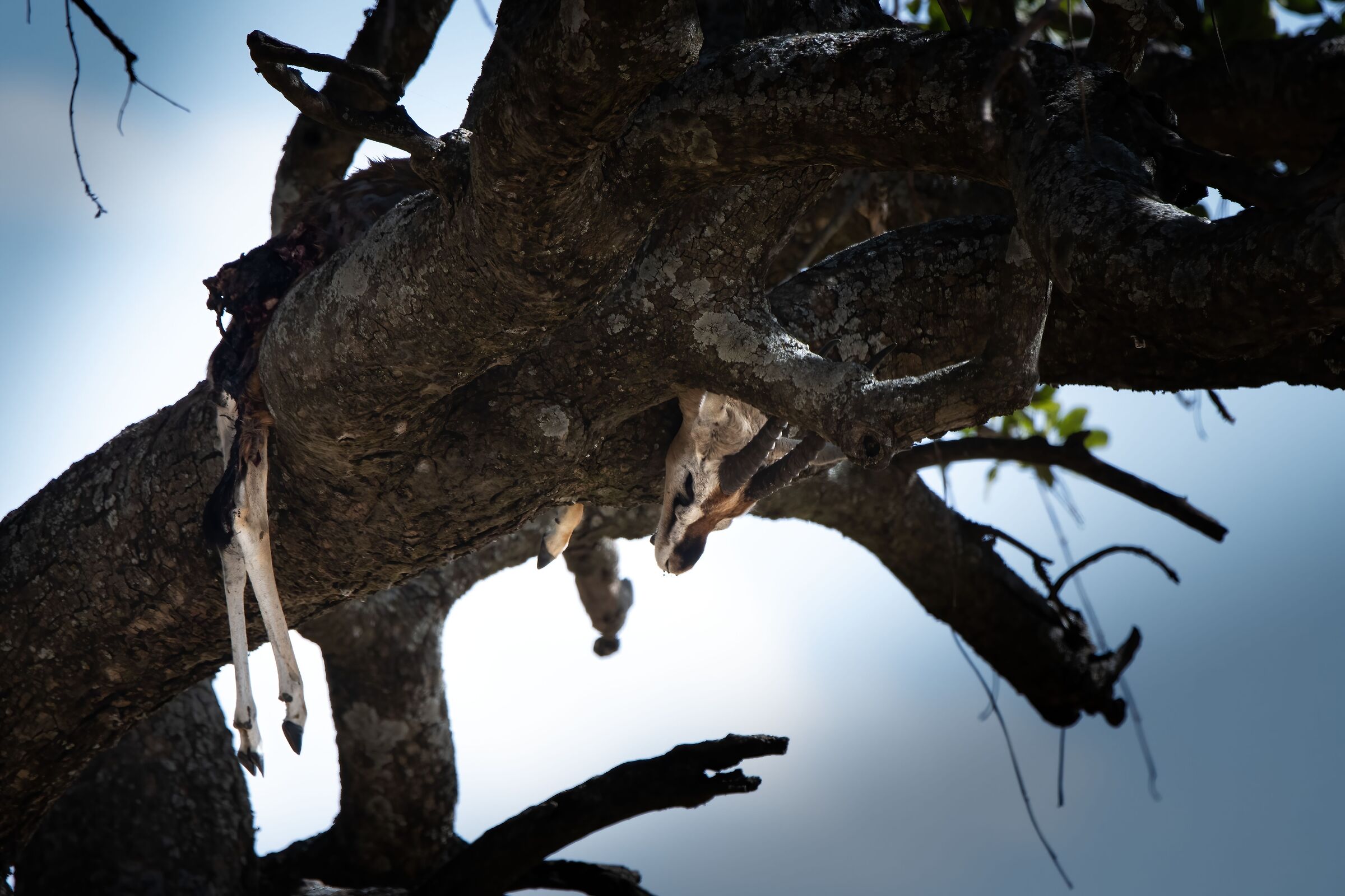 Gazelle carcass