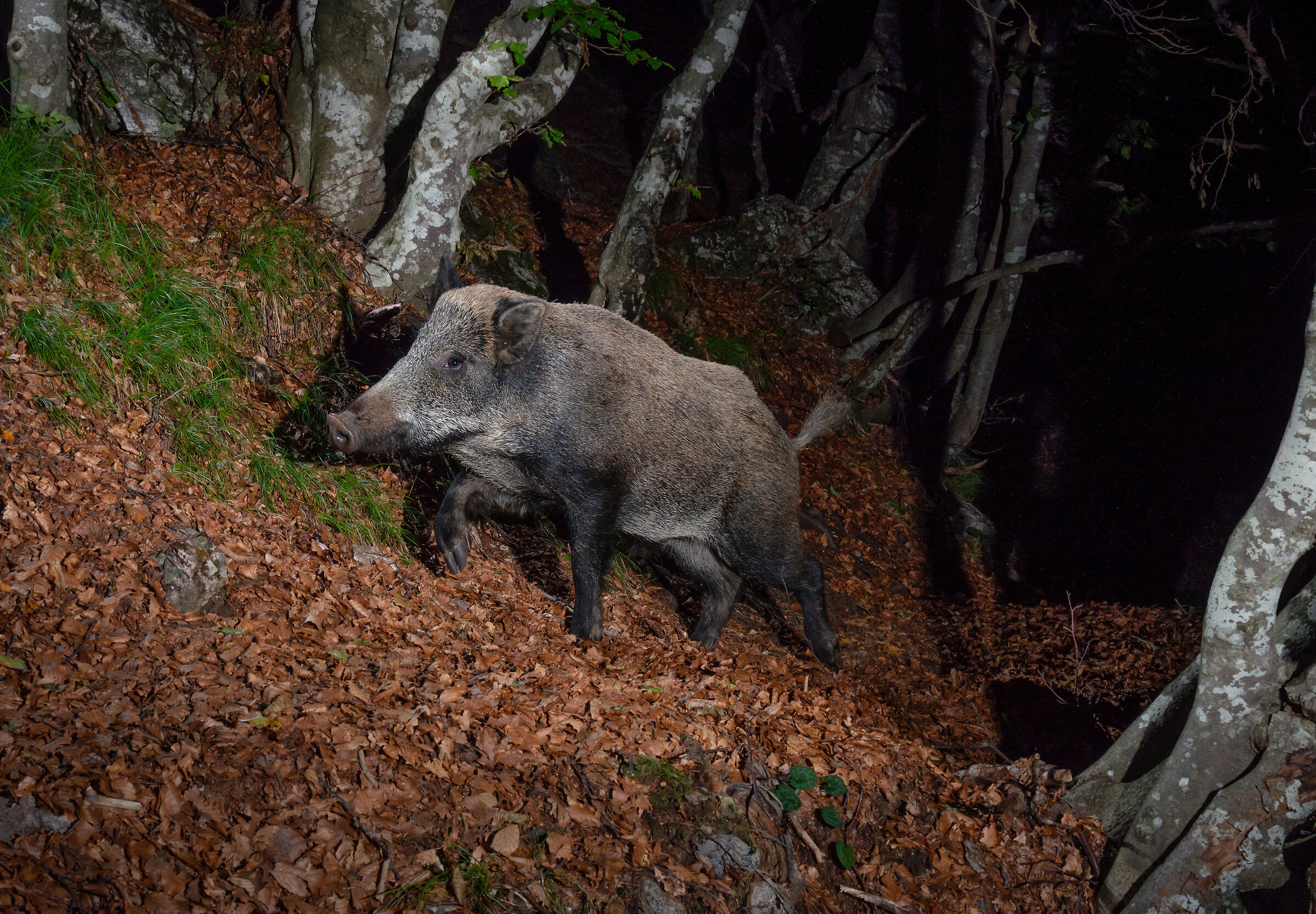 Wild boar