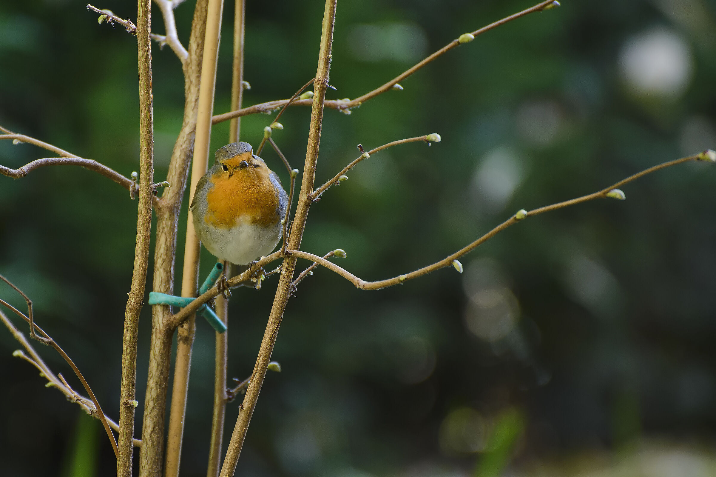 Erithacus rubecula, pettirosso.