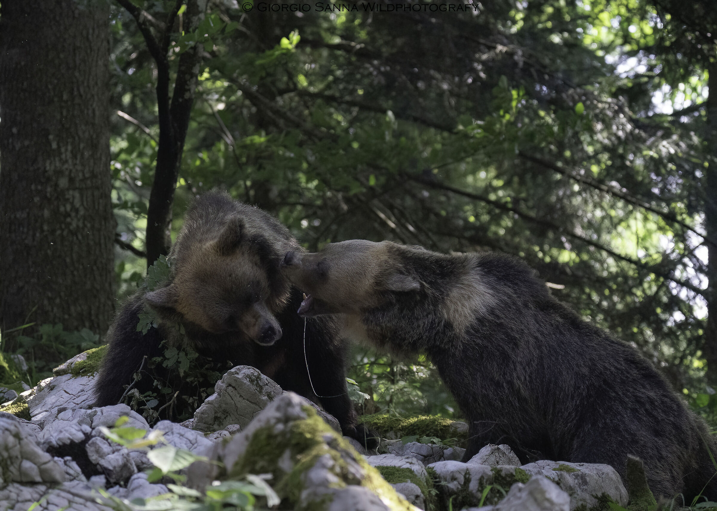 Brown bear Ursus arctos