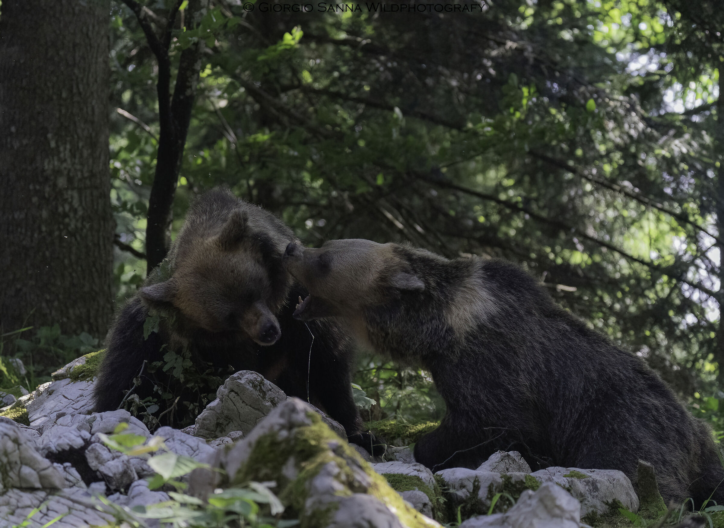 Orso bruno Ursus arctos