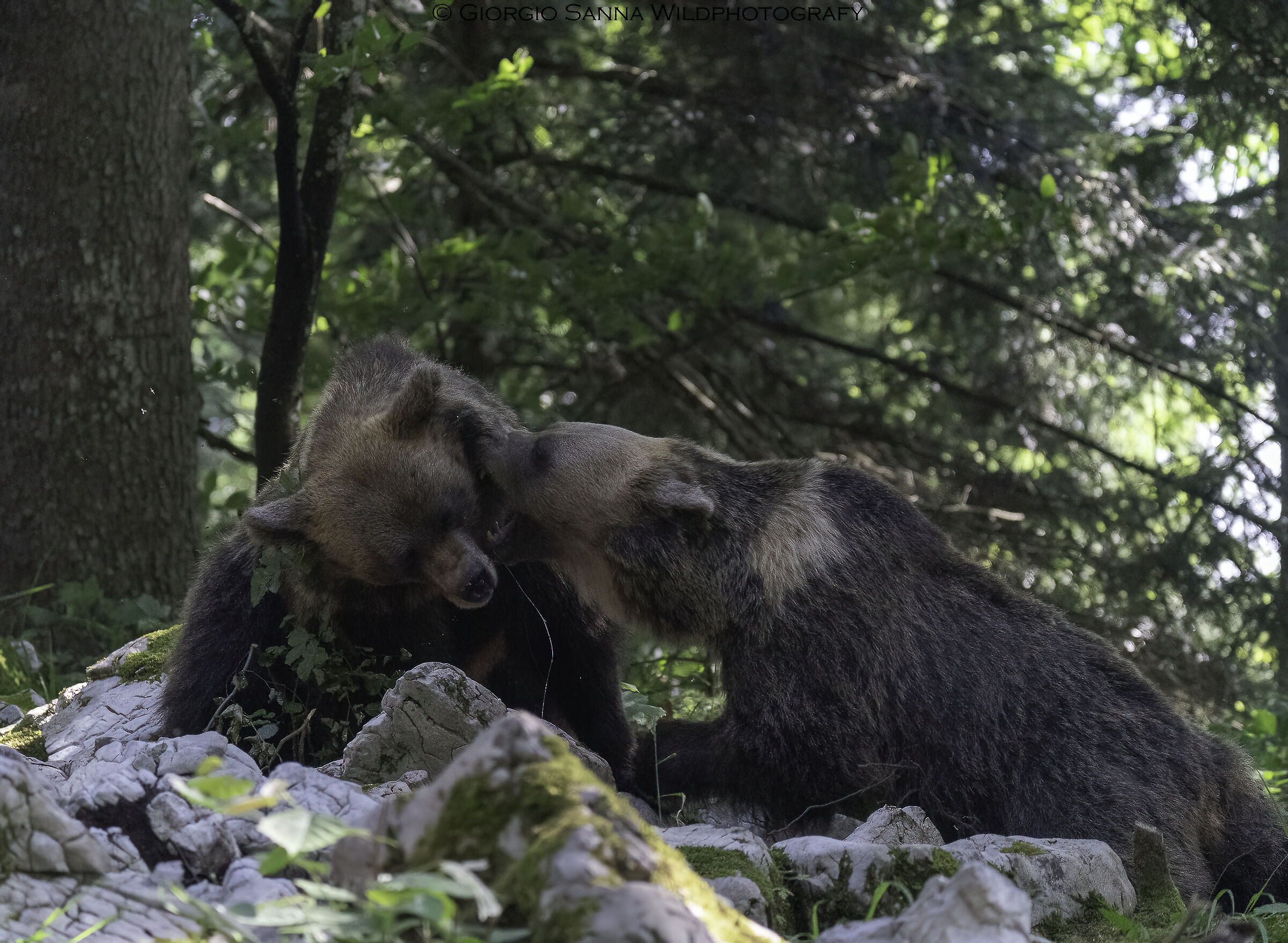 Brown bear Ursus arctos