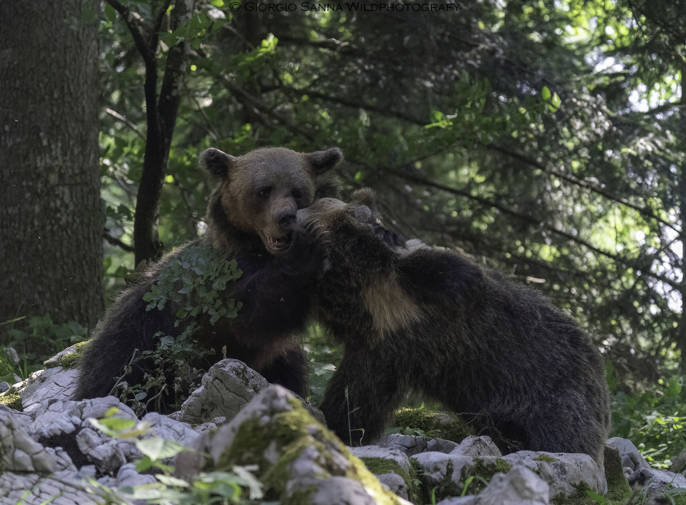Brown bear Ursus arctos
