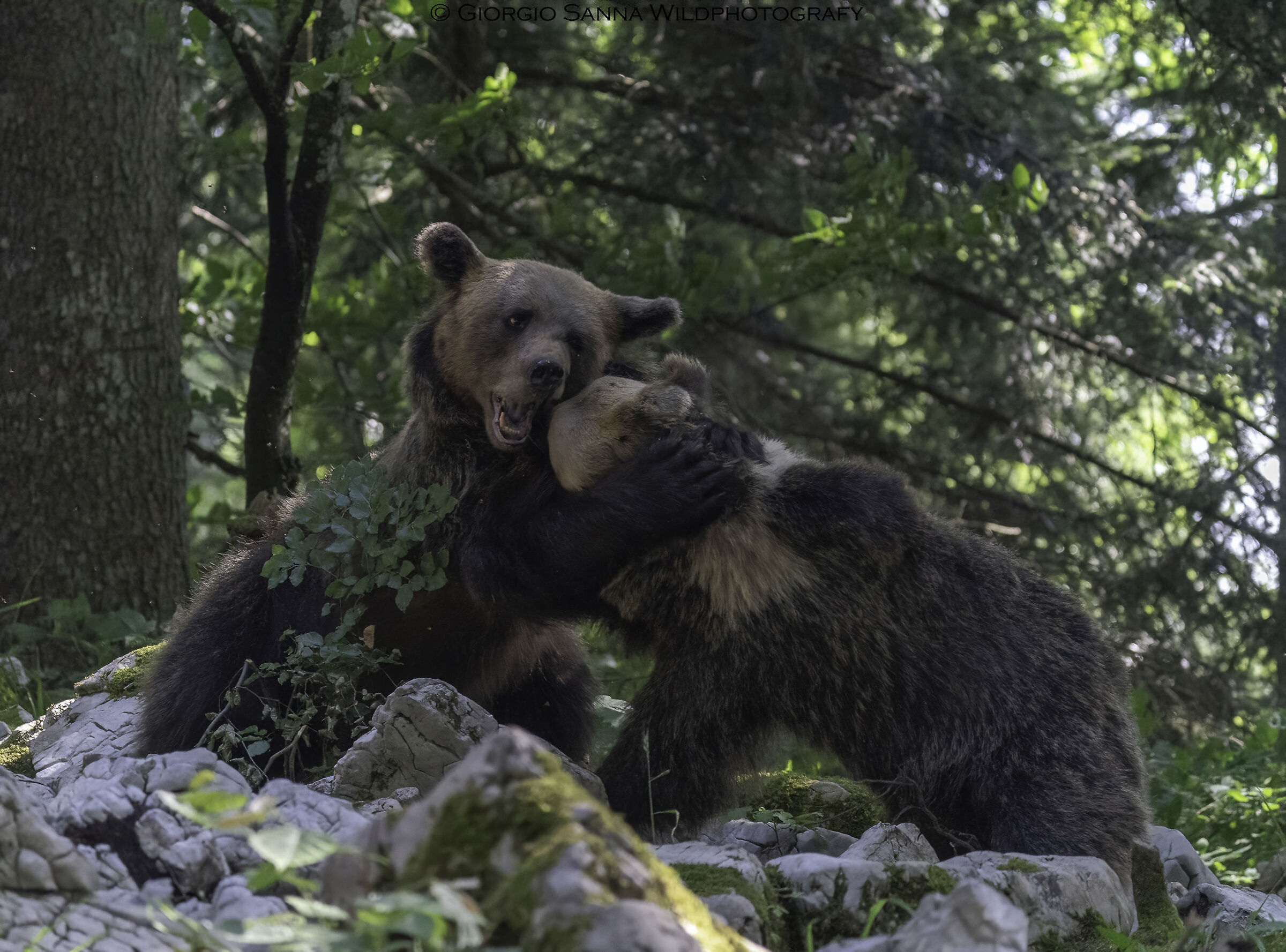 Brown bear Ursus arctos