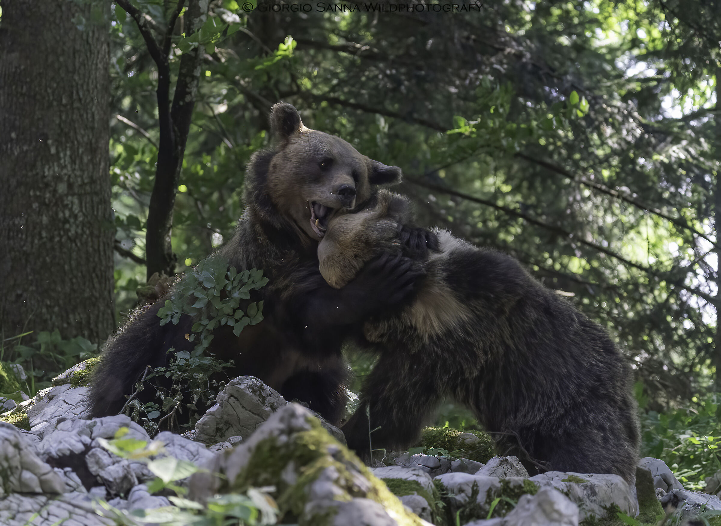 Orso bruno Ursus arctos