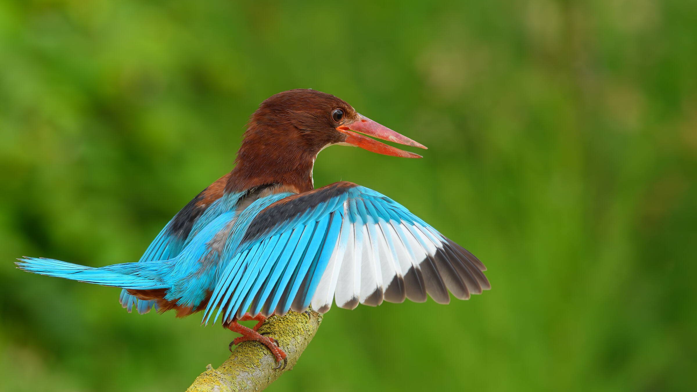 Martin pescatore bianco