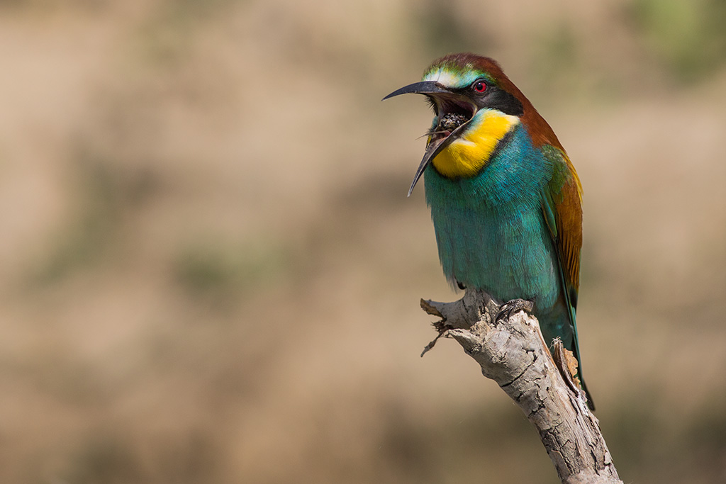 Gruccione che rigurgita la borra