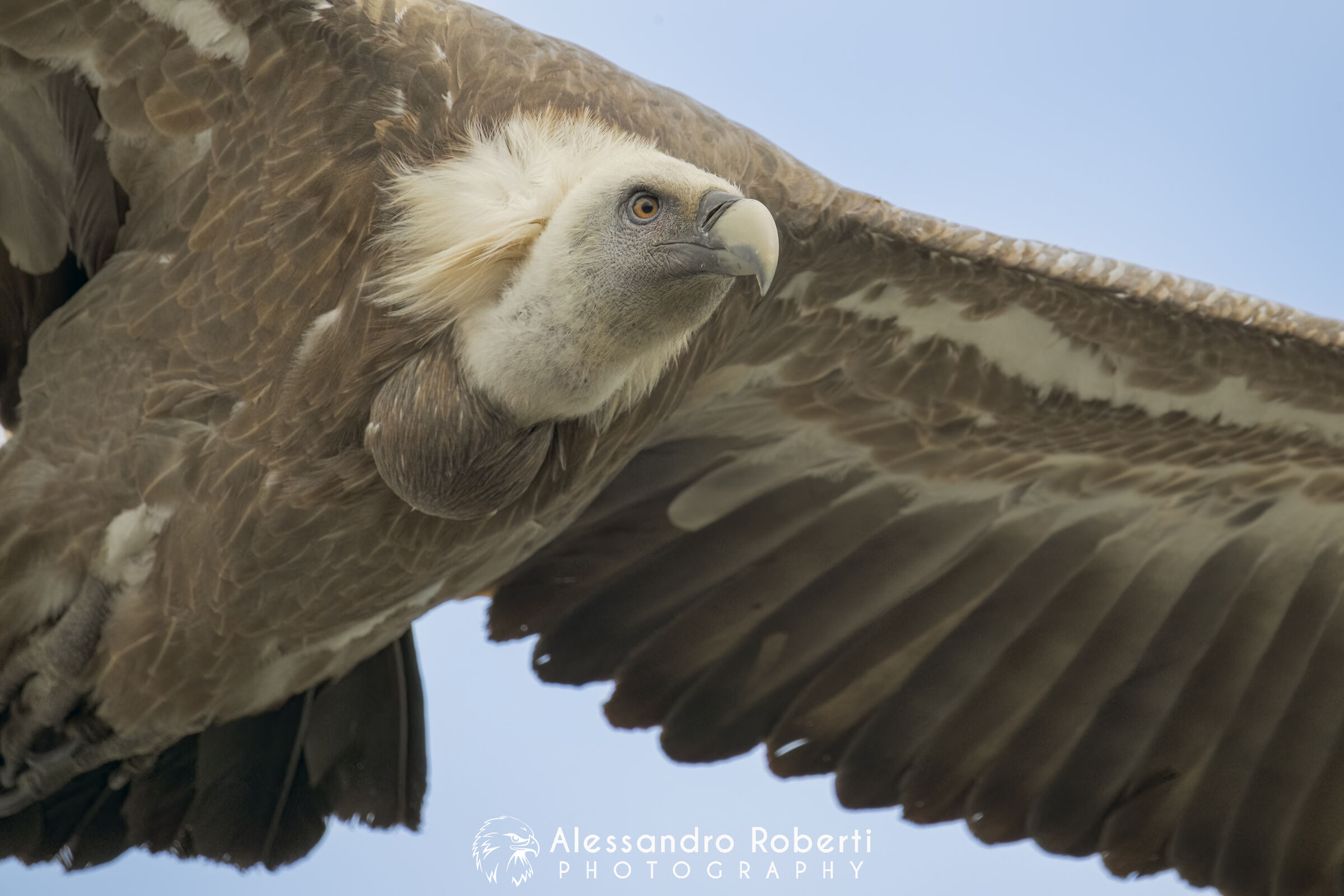 Ritratto in volo….