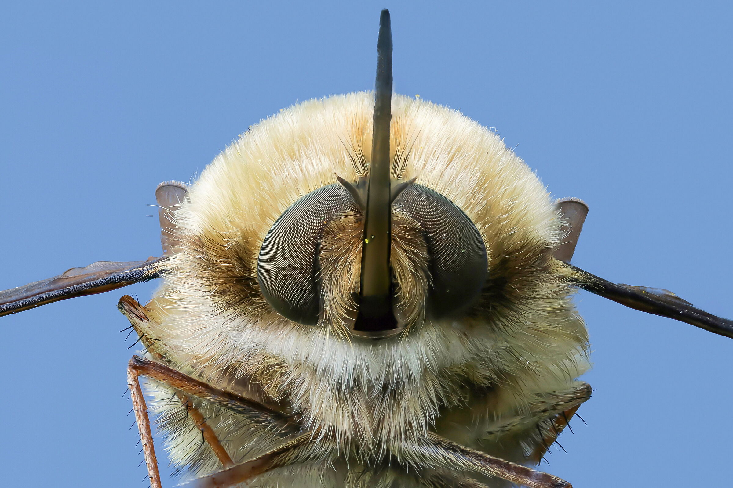 Bombylius major