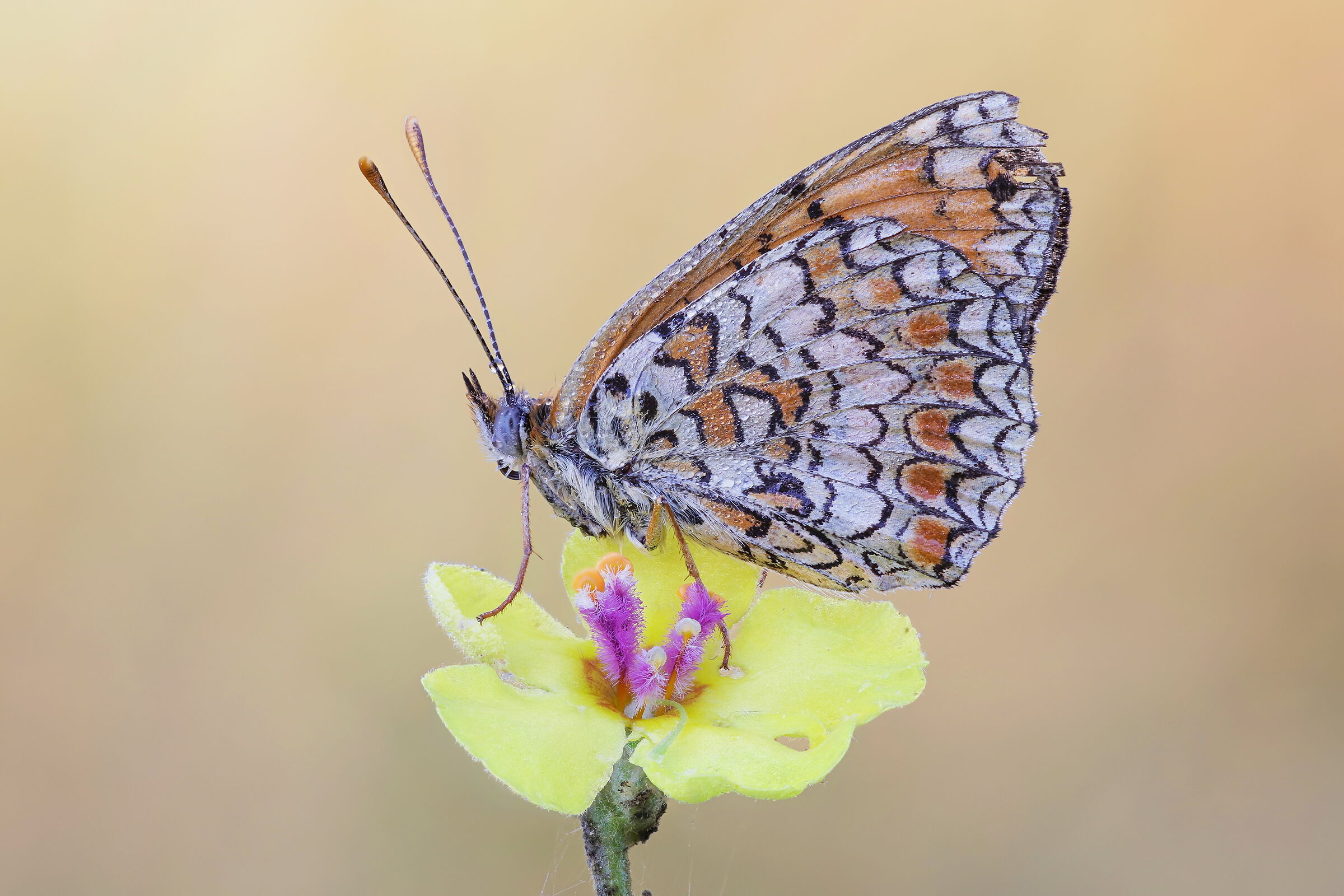 Melitaea didyma