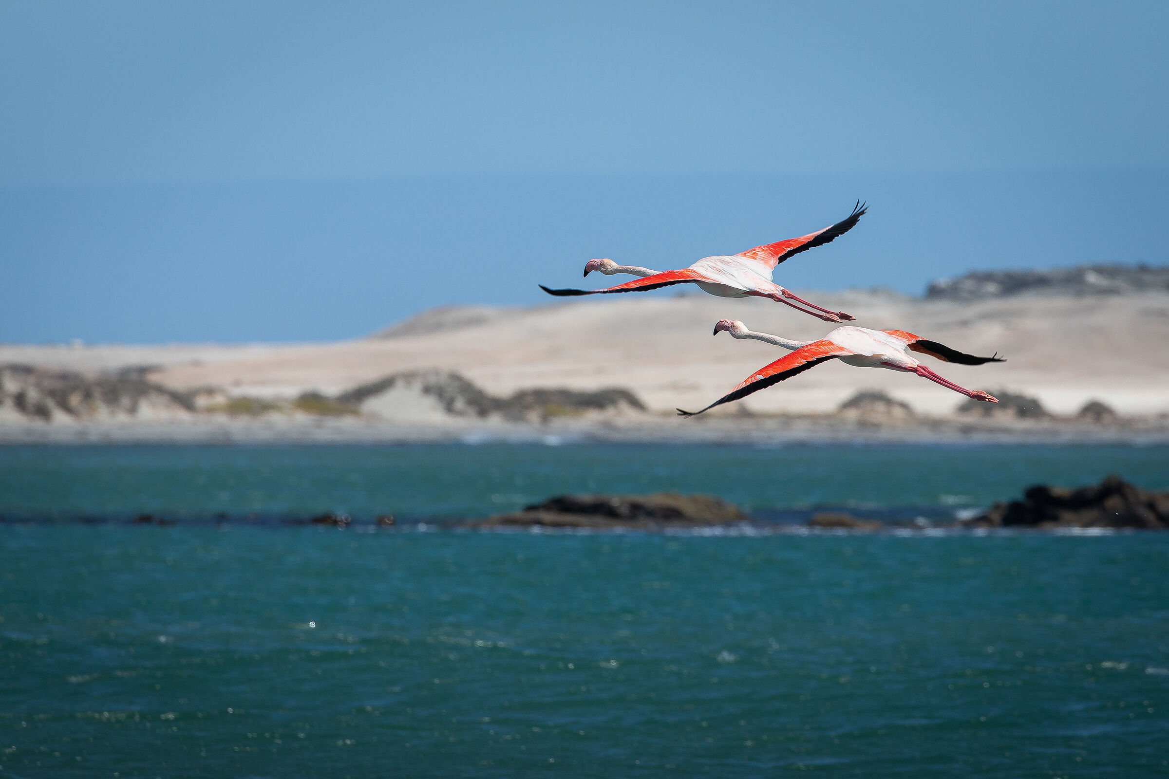 Pink flamingos flying over Luderitz beach