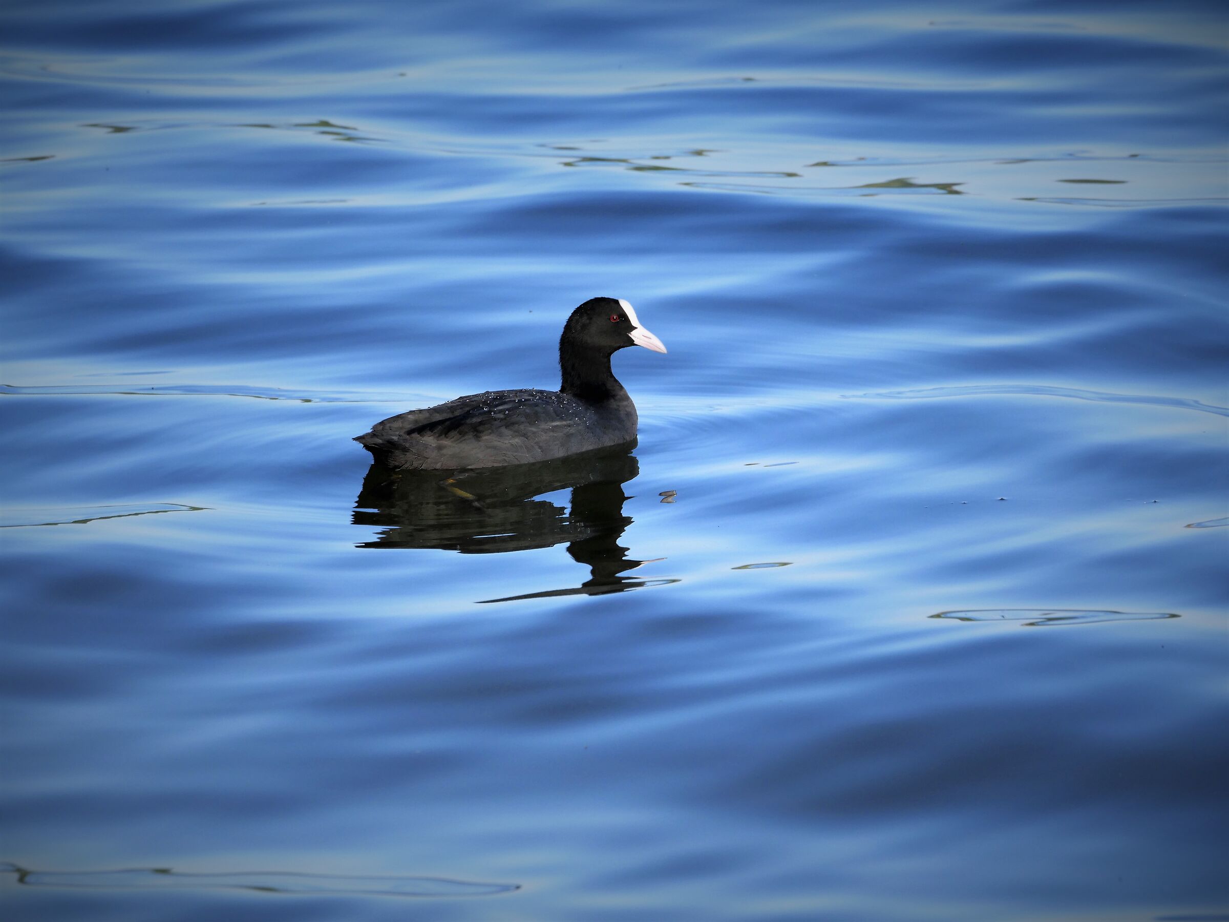 Coot of Lake Varese