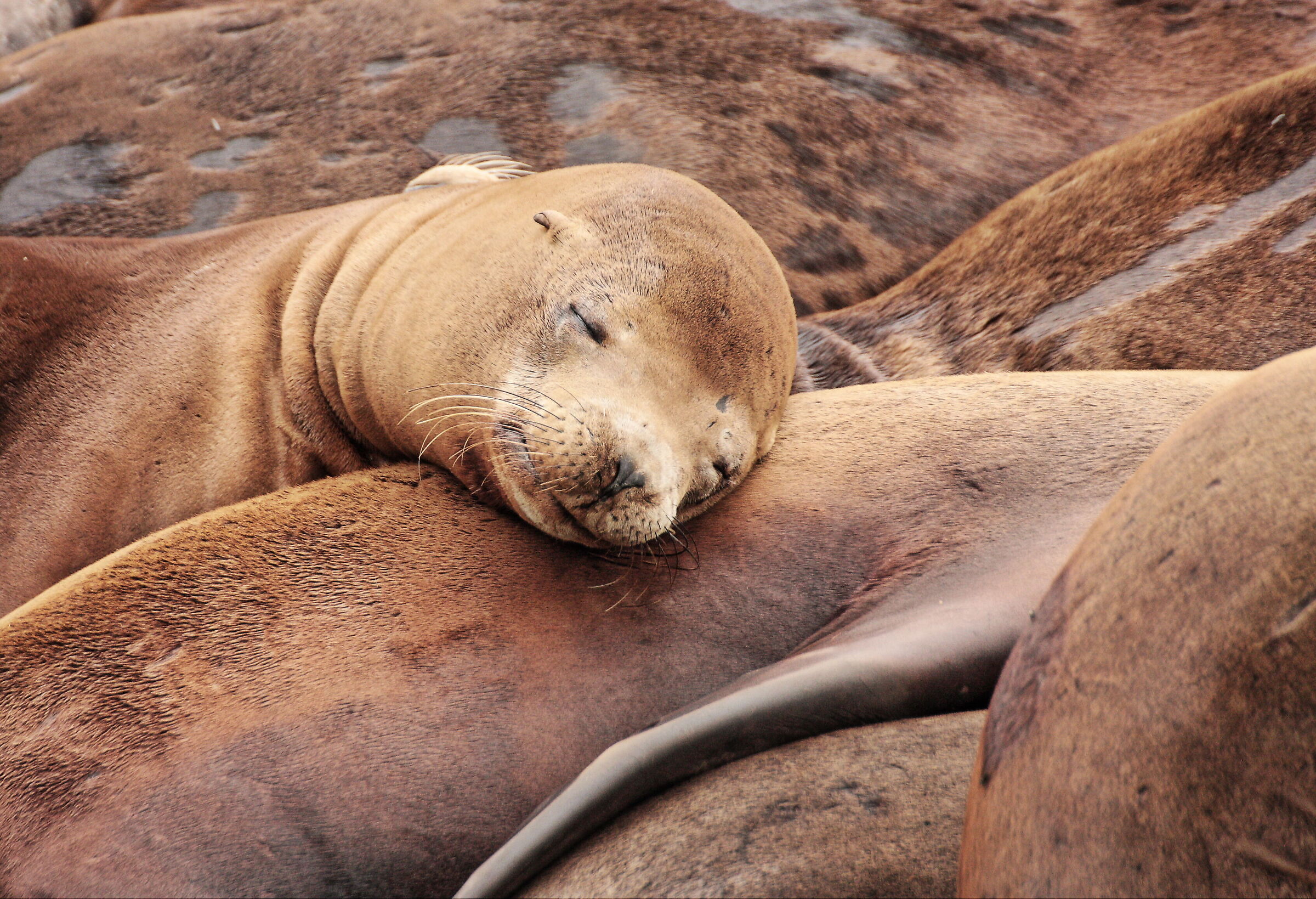 West USA - San Francisco