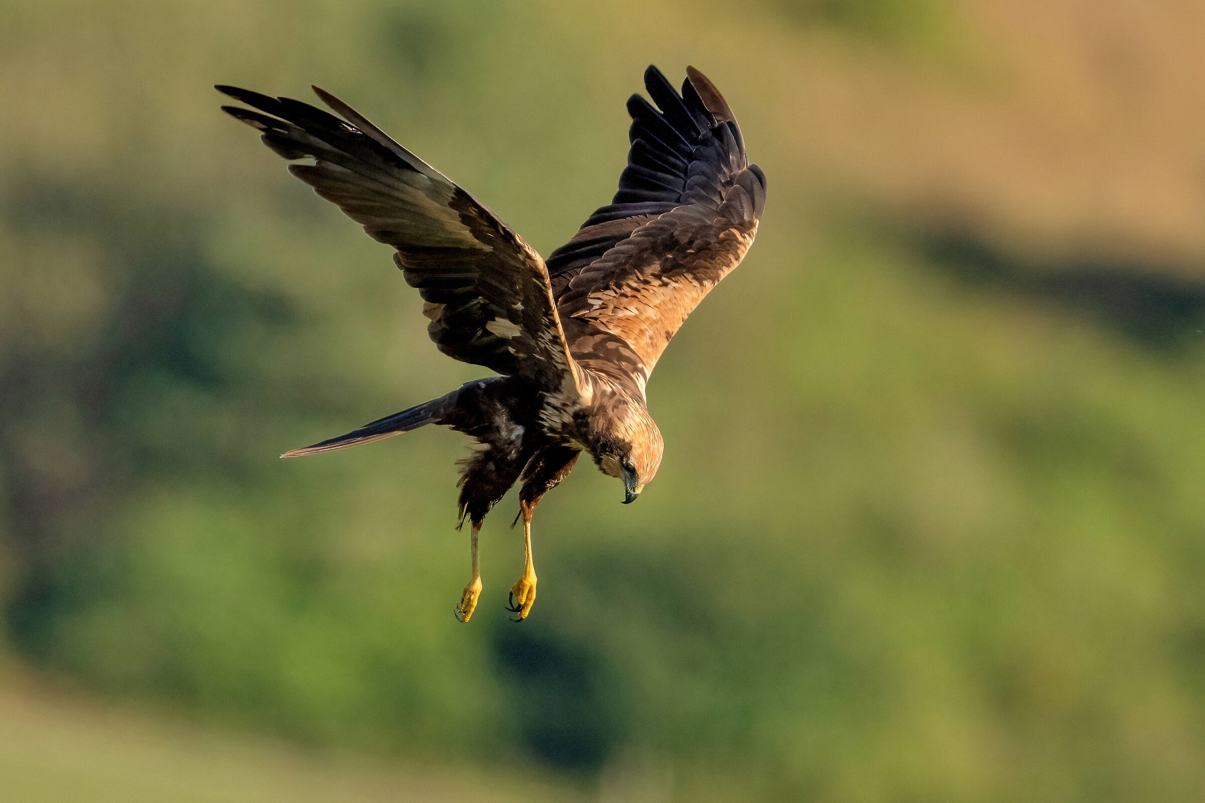 Falco di palude (Circus aeruginosus)