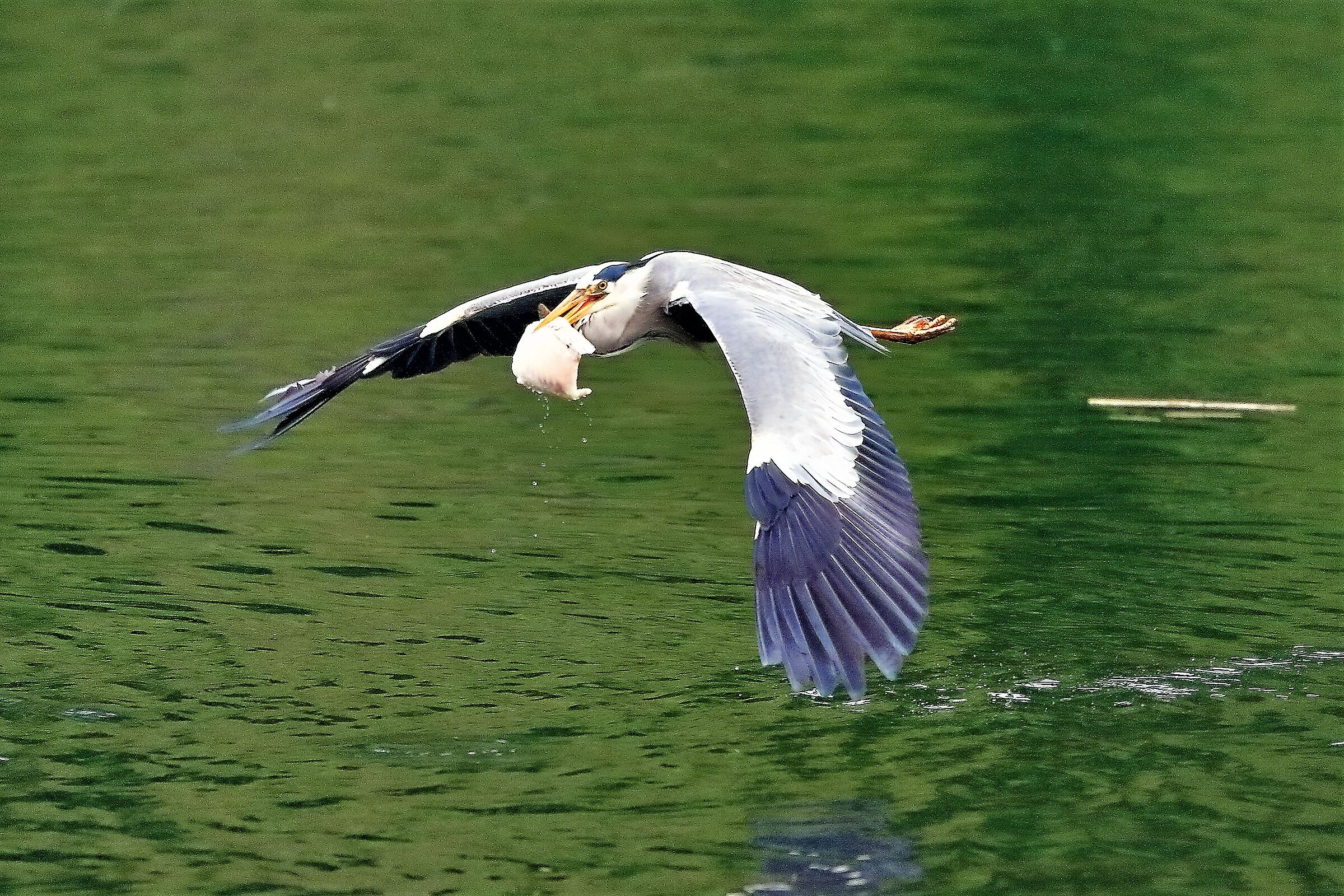 Cenerino 29 aprile 2023