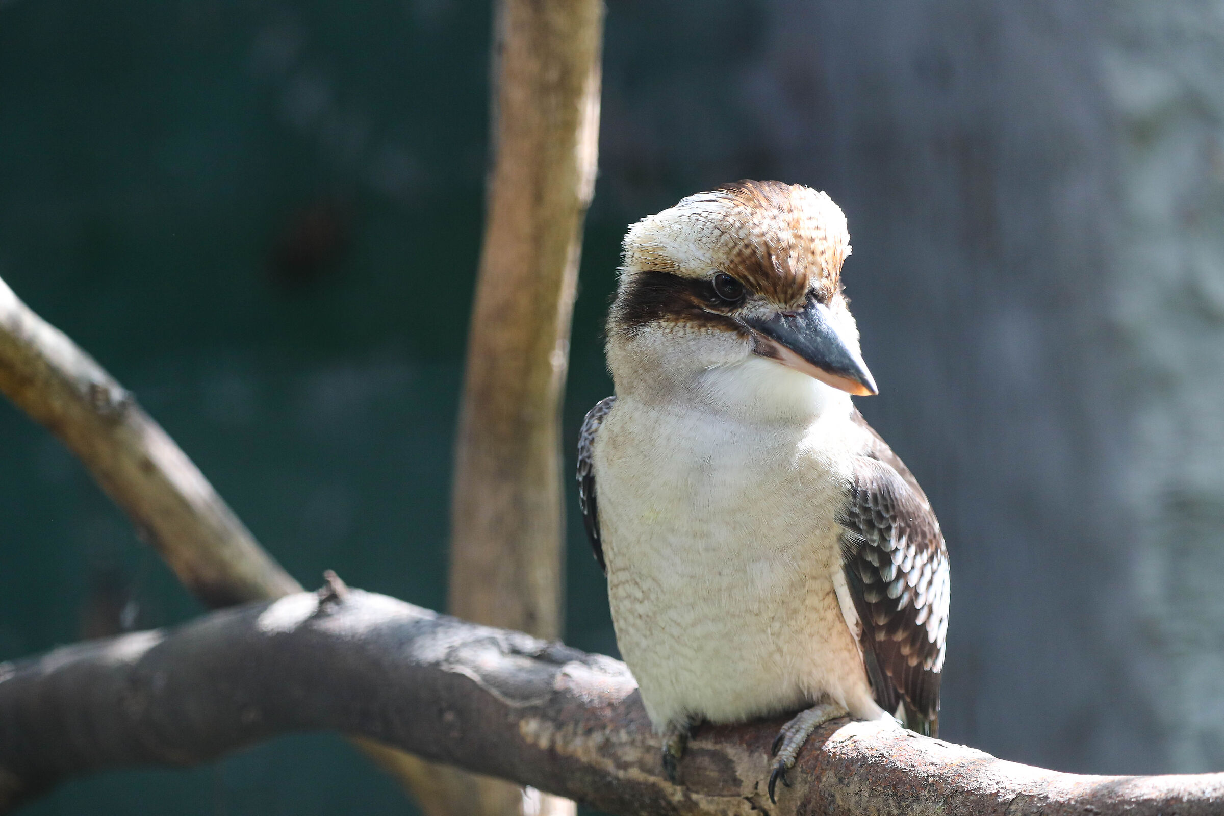 Kookaburra_1