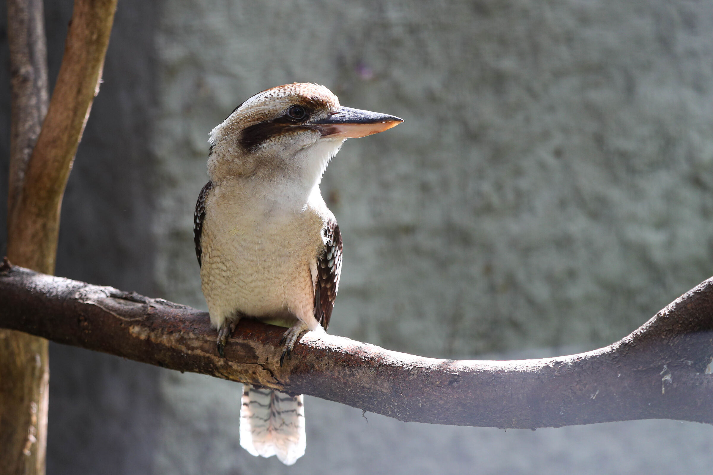 Kookaburra_2