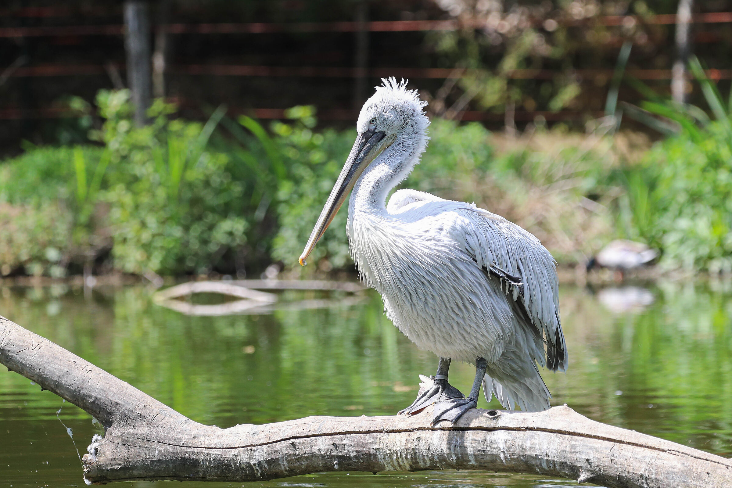 Pelecanus_1