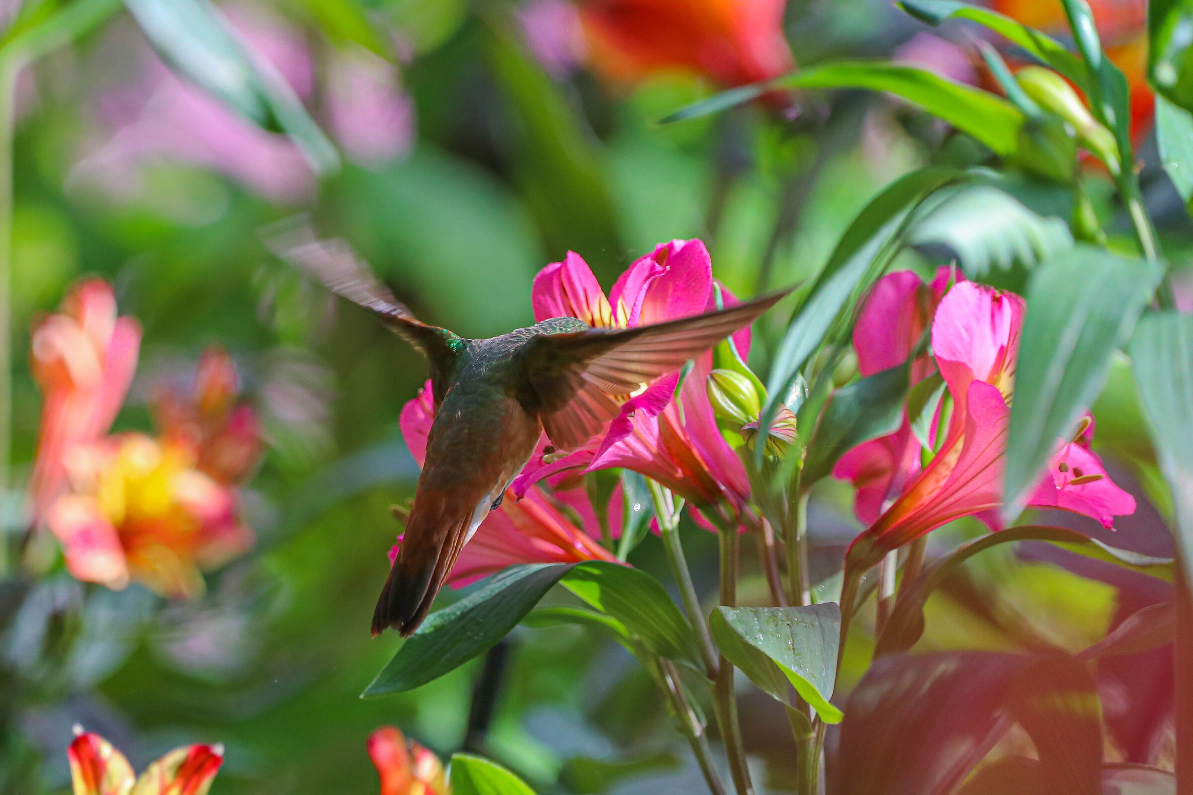 Colibrì_1