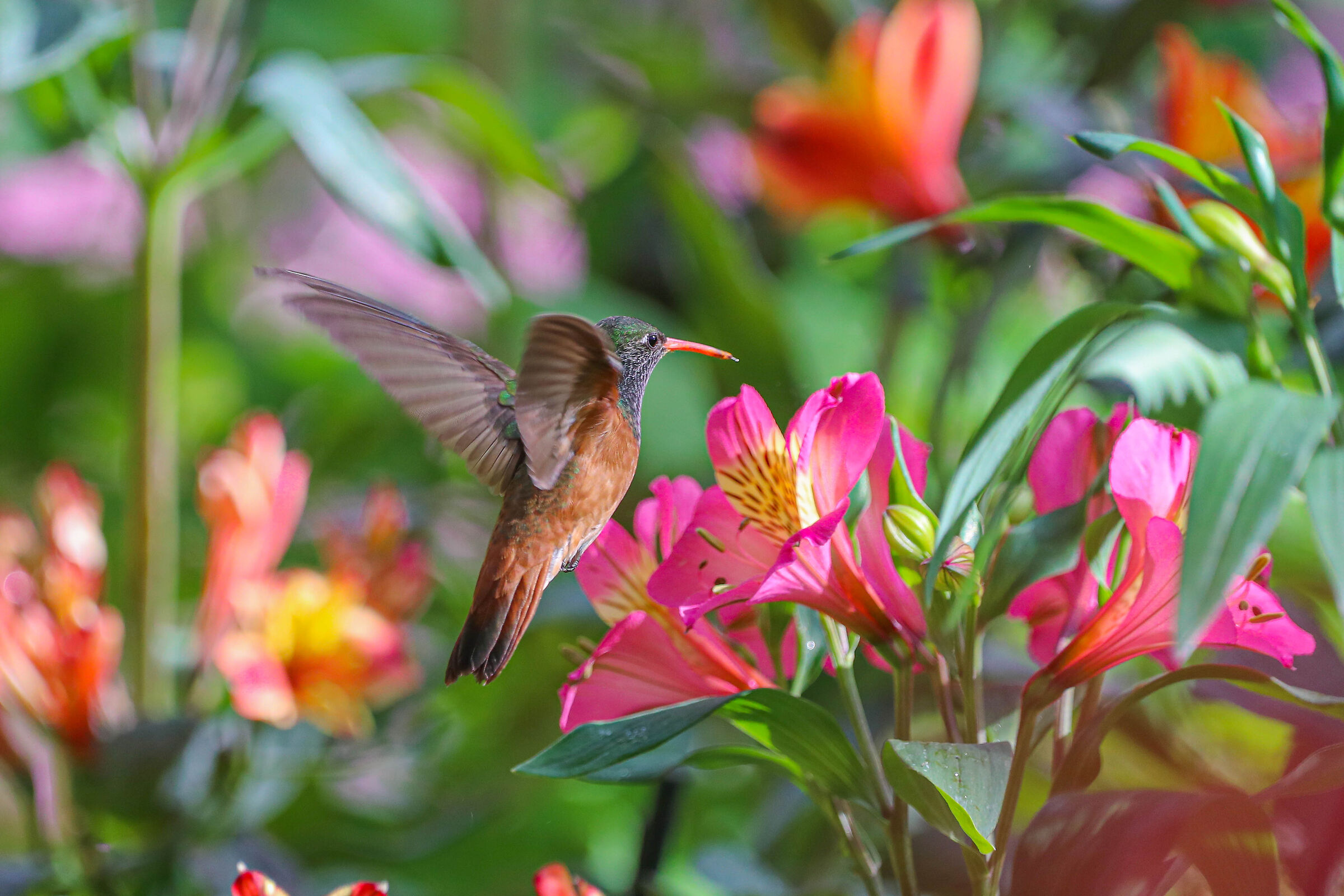 Colibrì_2