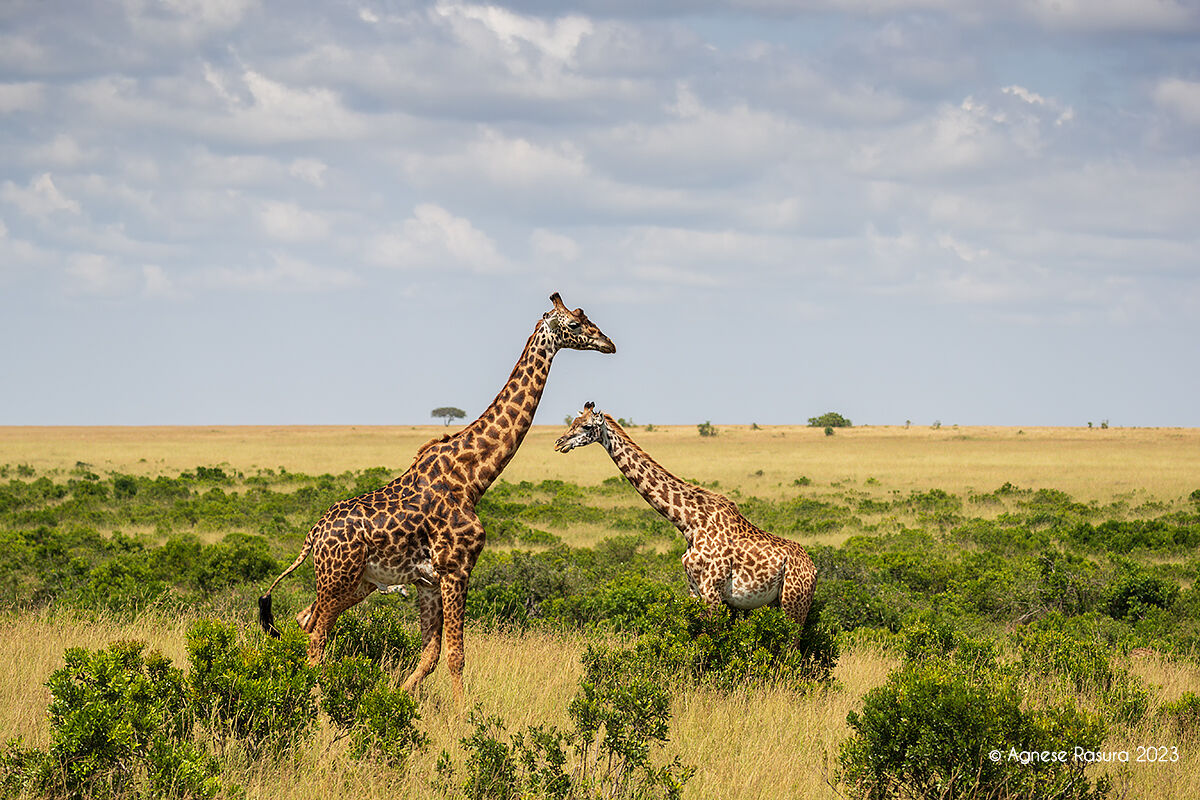 Giraffes