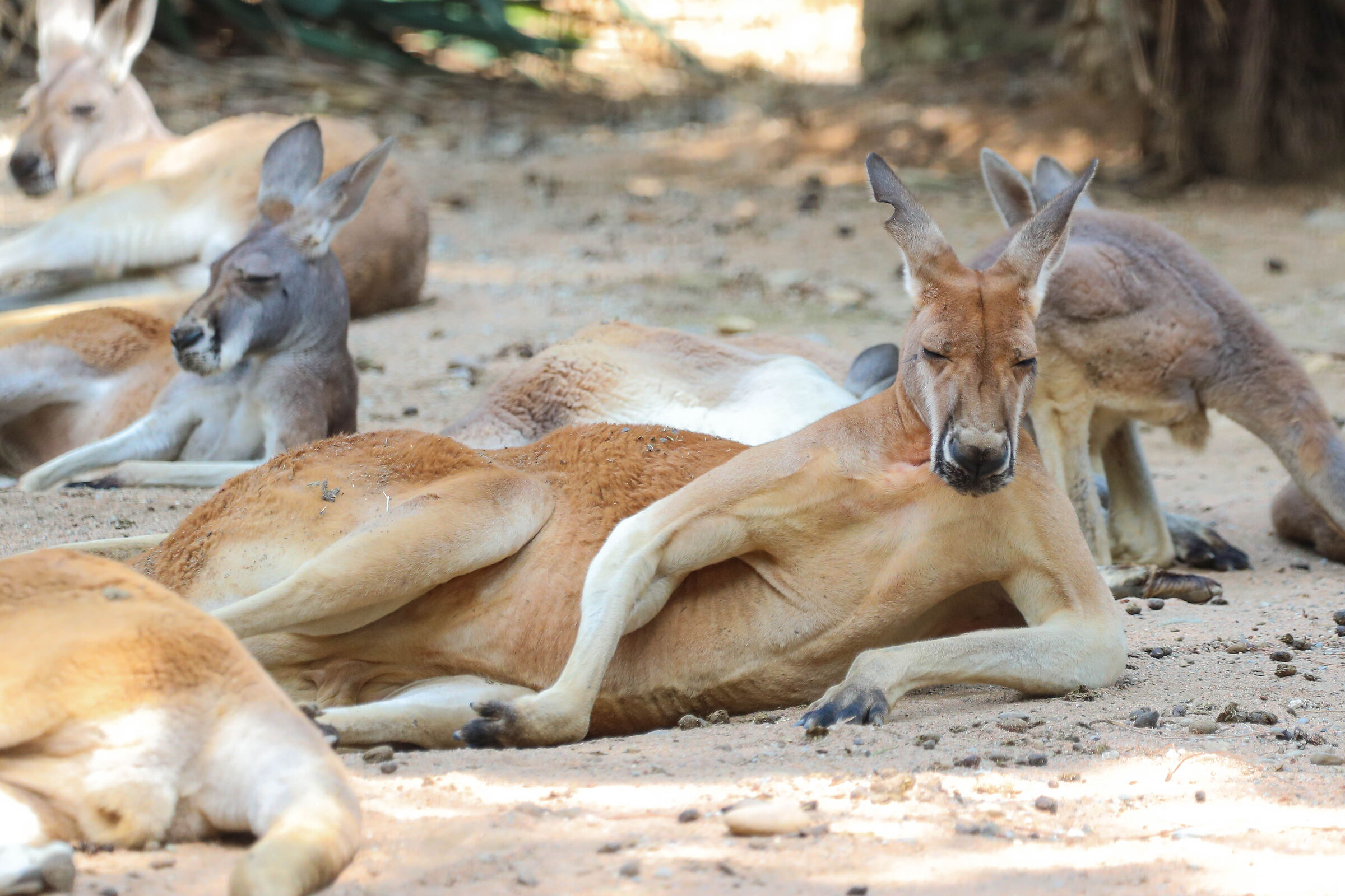 Barista, uno shottino grazie...