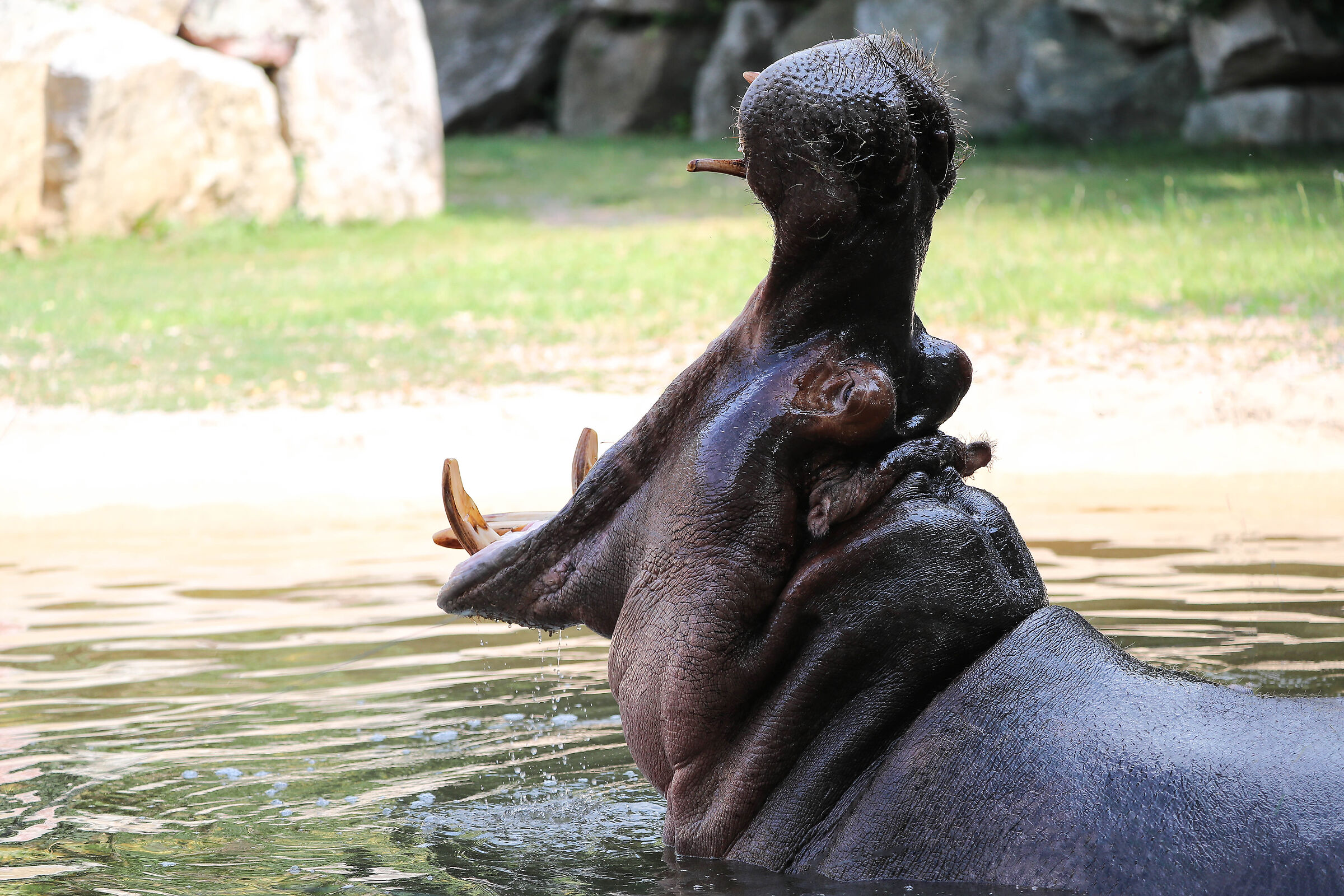 Hippo