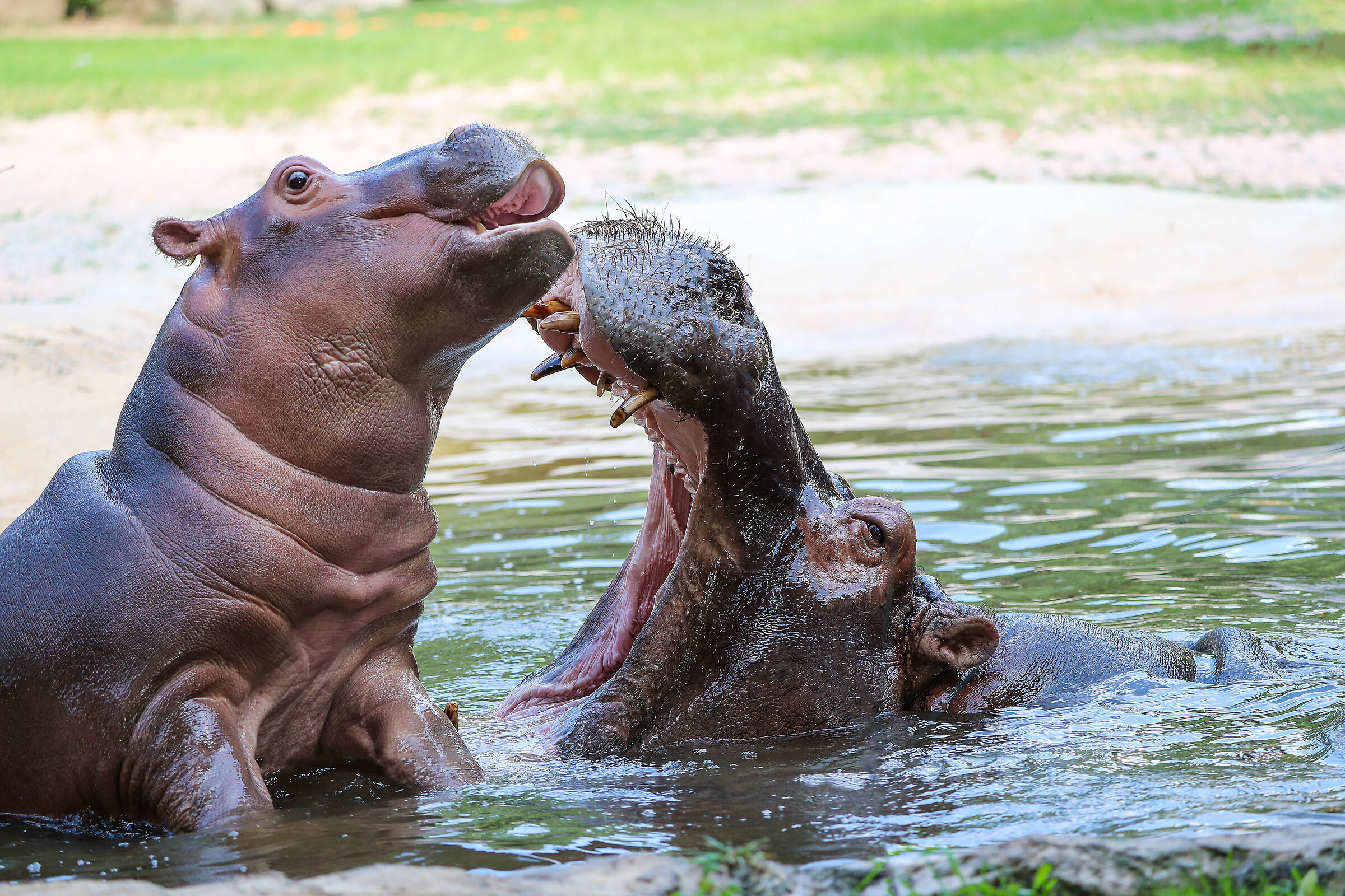 Hippo family play