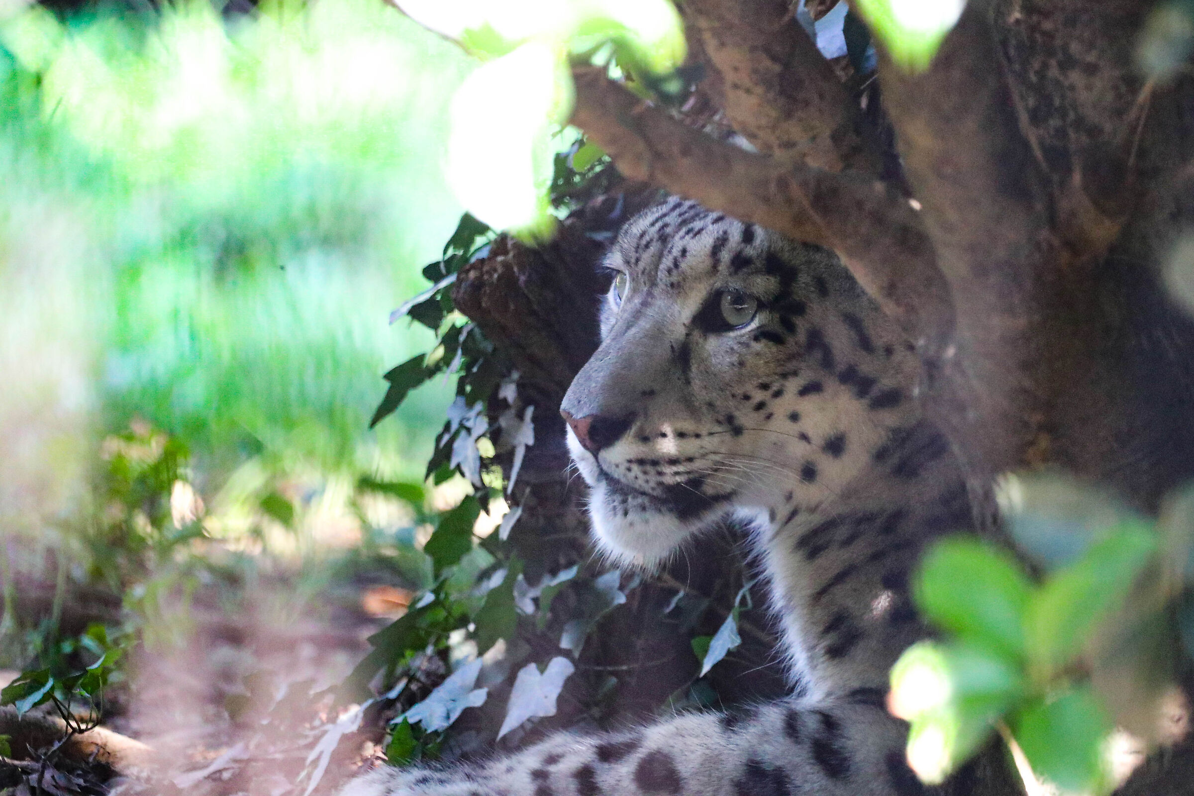 Leopardo delle nevi_1